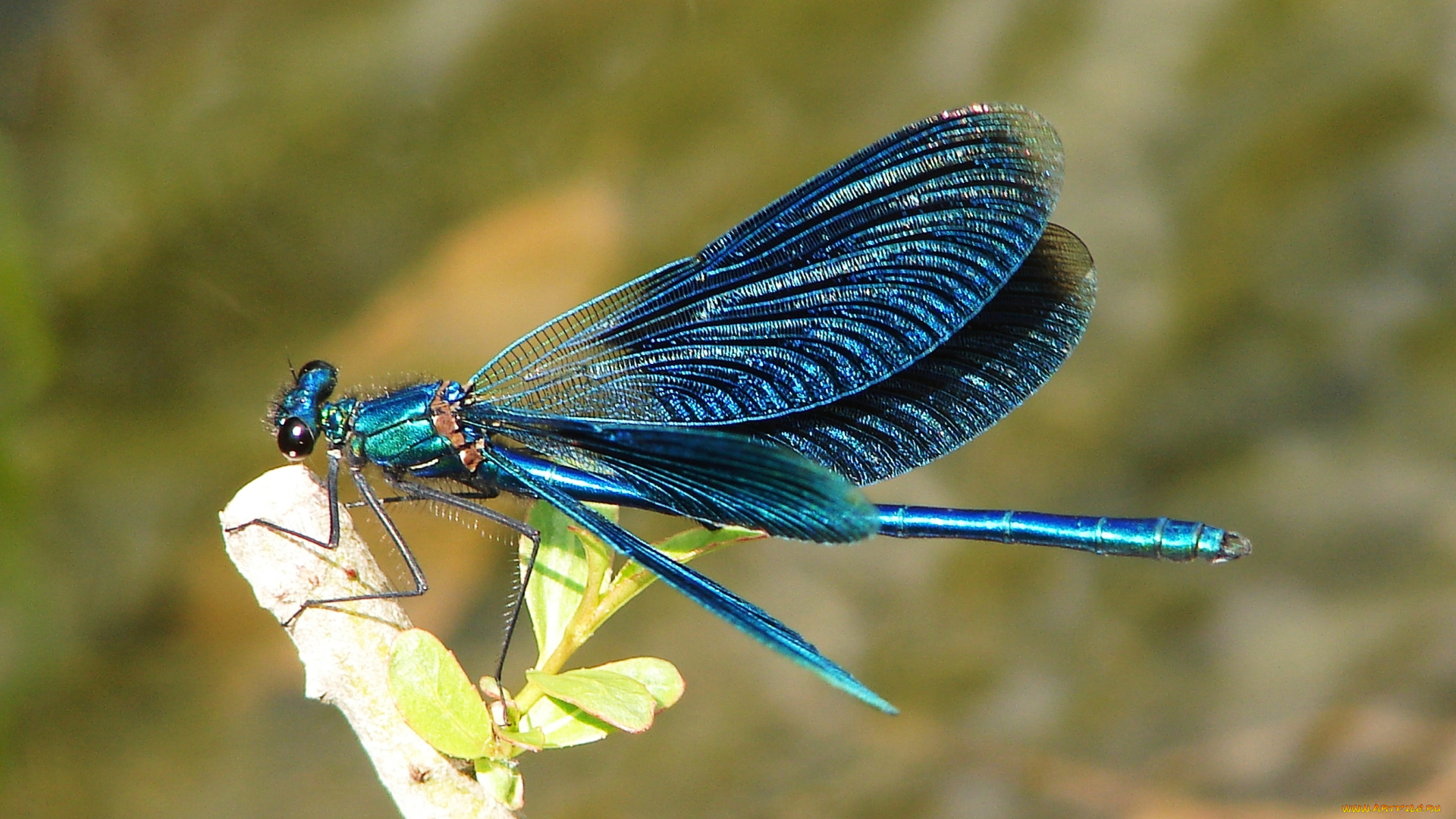 животные, стрекозы, стрекоза, сучок, насекомое, синяя
