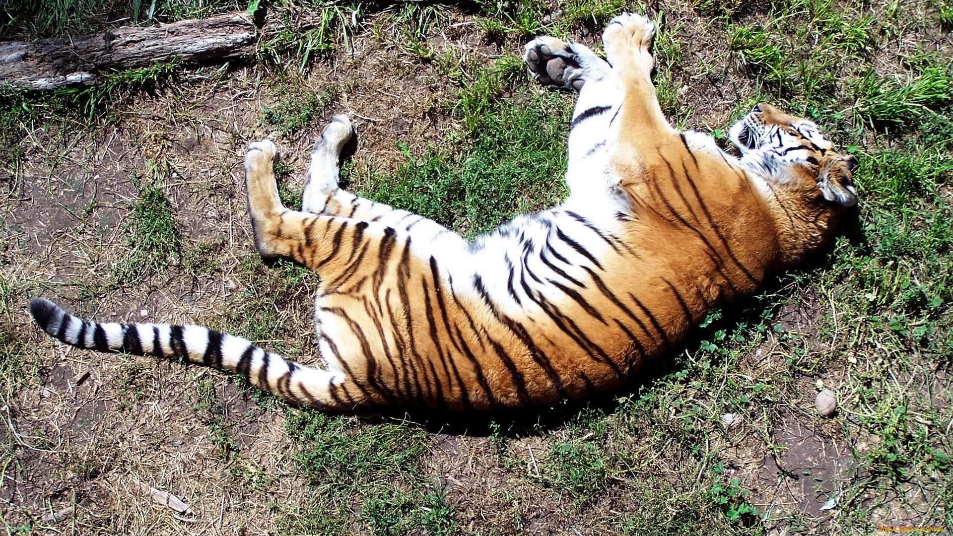 животные, тигры, сон, животное, дикое, трава