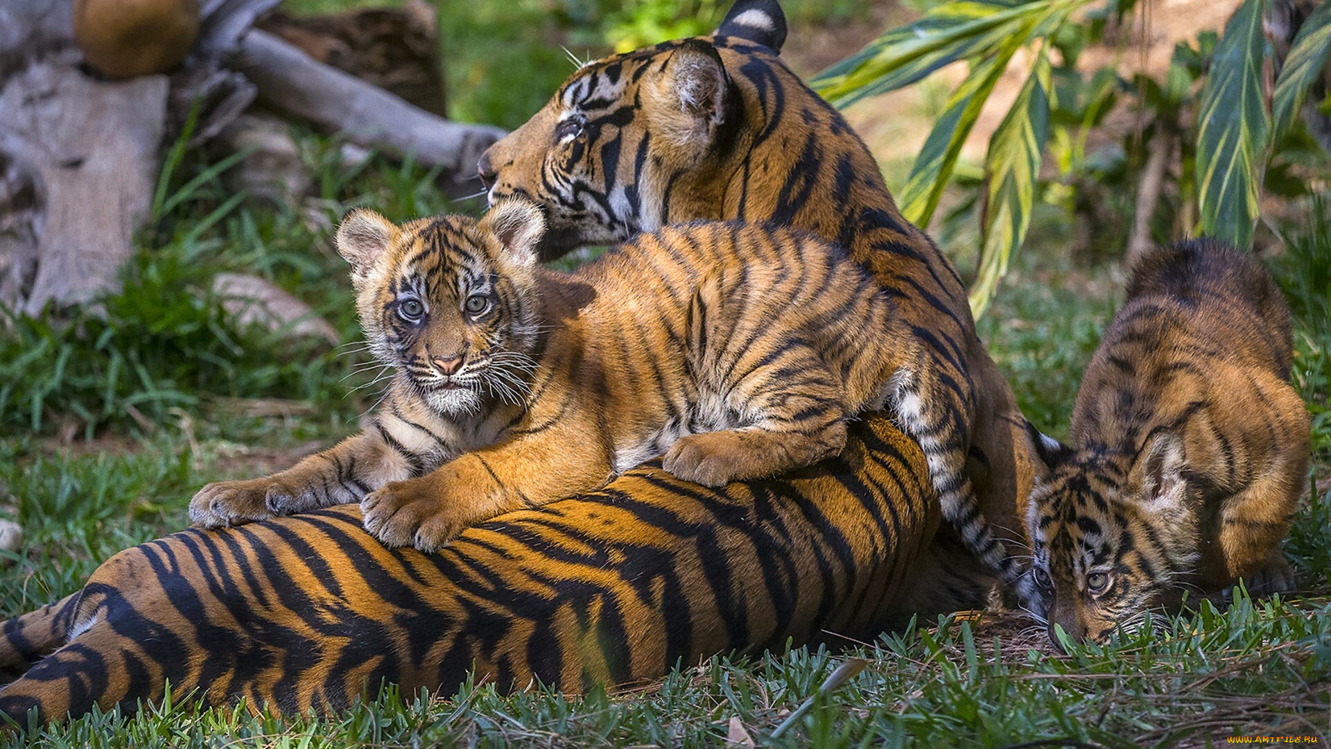 животные, тигры, тигрята, материнство, детёныши, тигрица