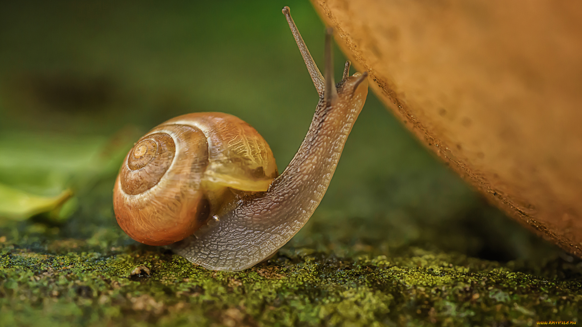 животные, улитки, боке, макро, улитка