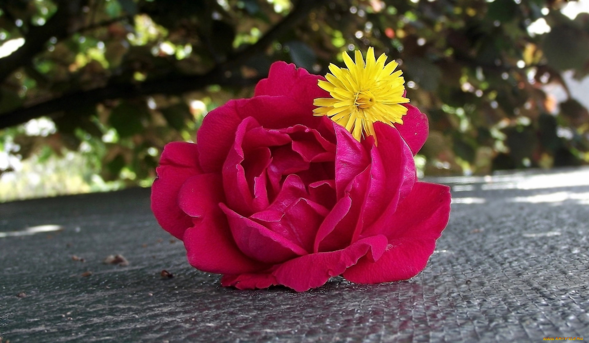 цветы, разные, вместе, одуванчик, роза