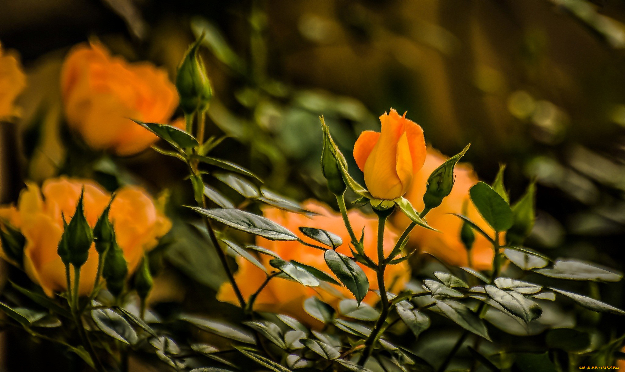 цветы, розы, бутон, боке