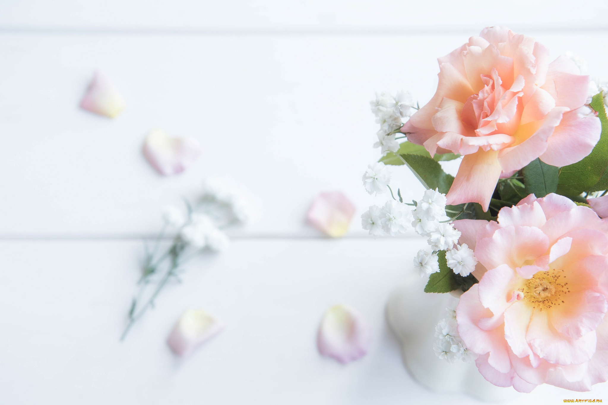 цветы, розы, нежность, лепестки