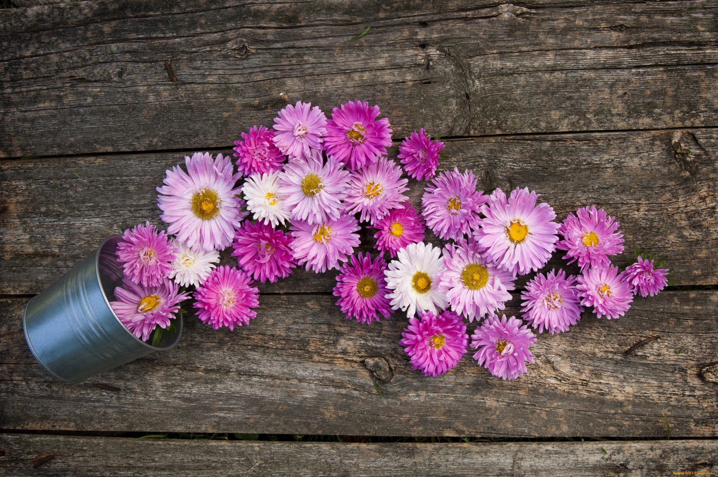 цветы, астры, ведро, розовый