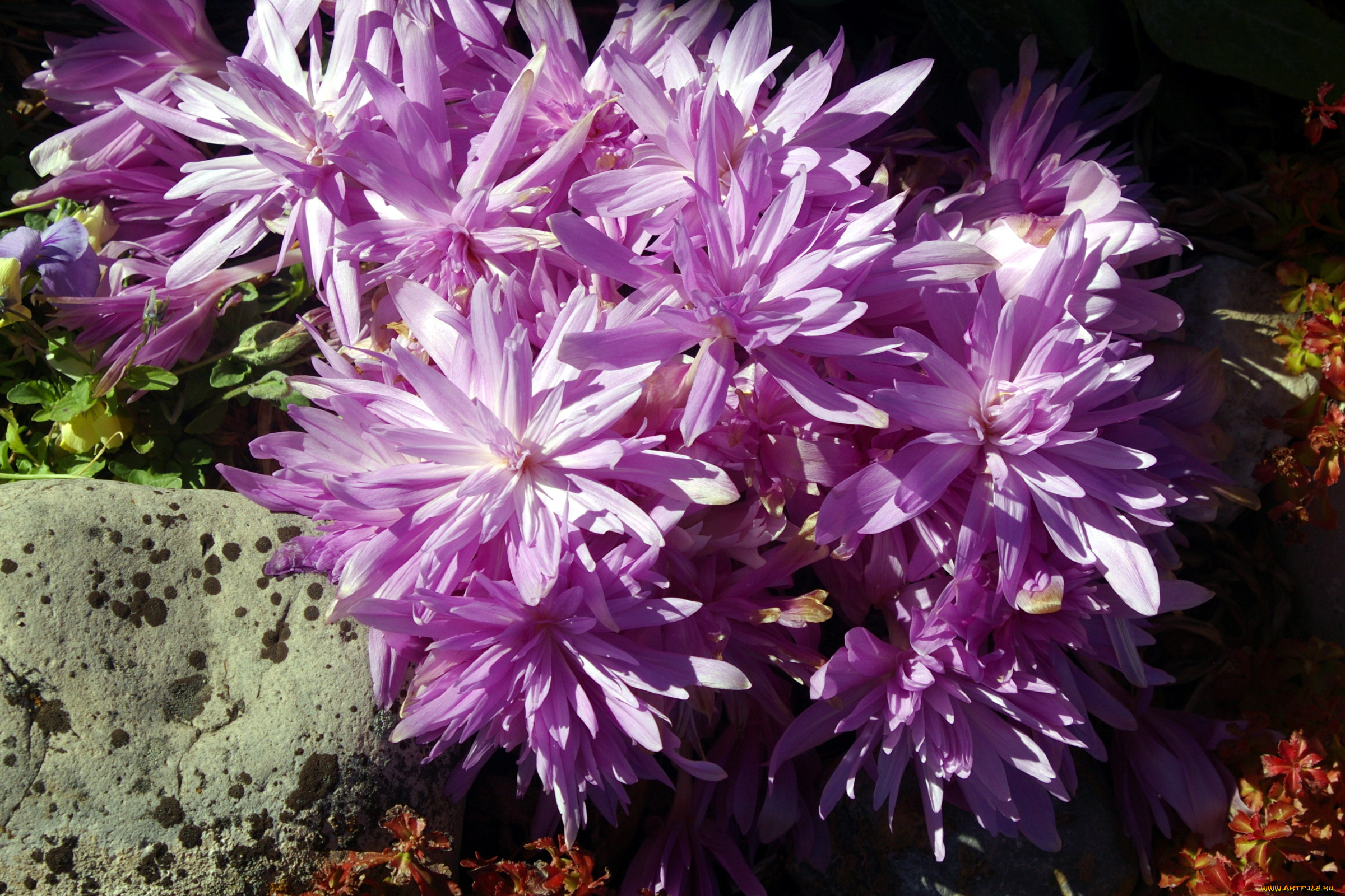 безвременник, осенний, цветы, безвременник, осенний