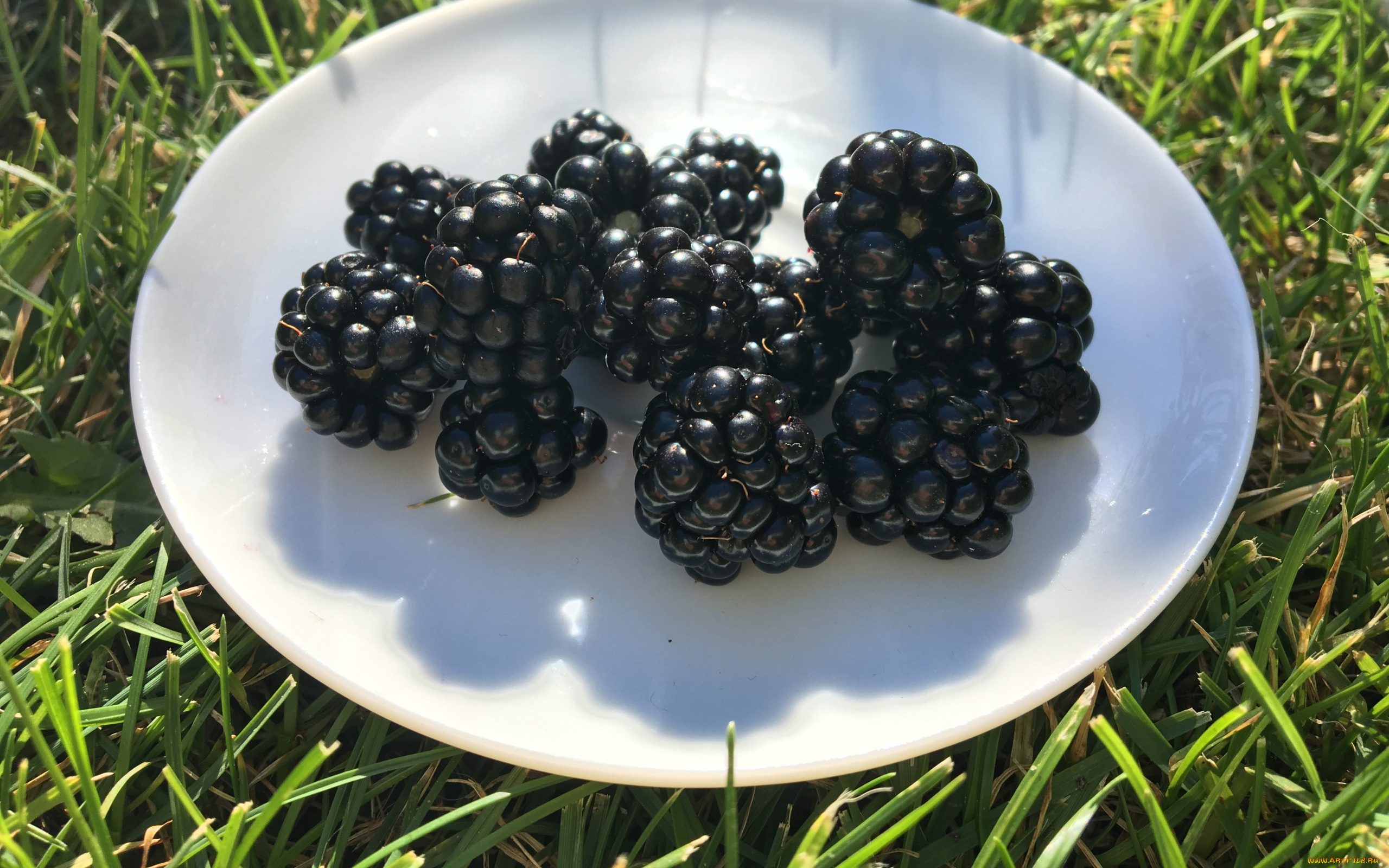 еда, ежевика, блюдо, трава, макро, ягоды