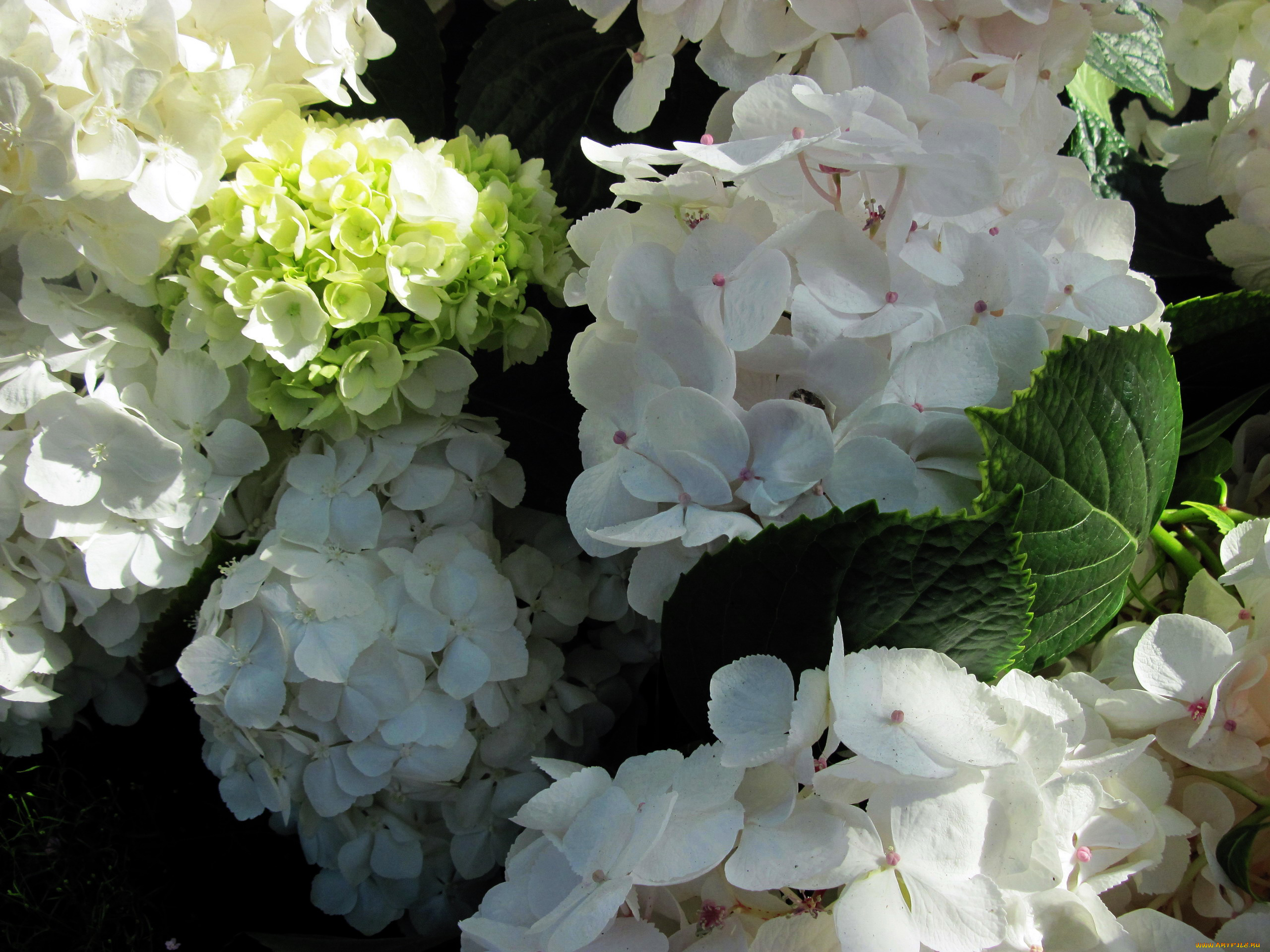 цветы, гортензия, белый