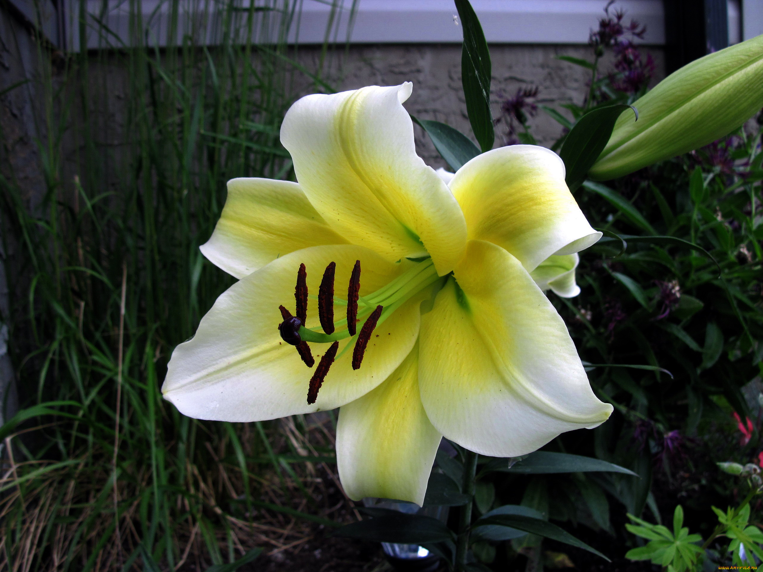 цветы, лилии, , лилейники, лилия, бутон, макро