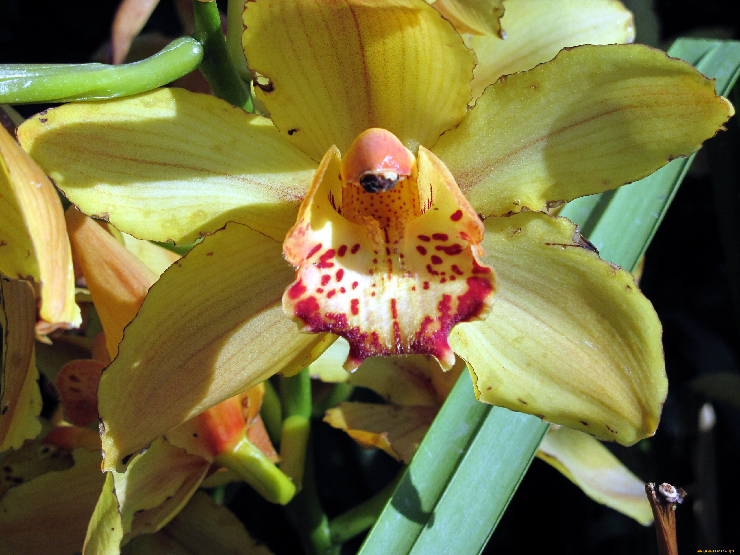 цветы, орхидеи, макро