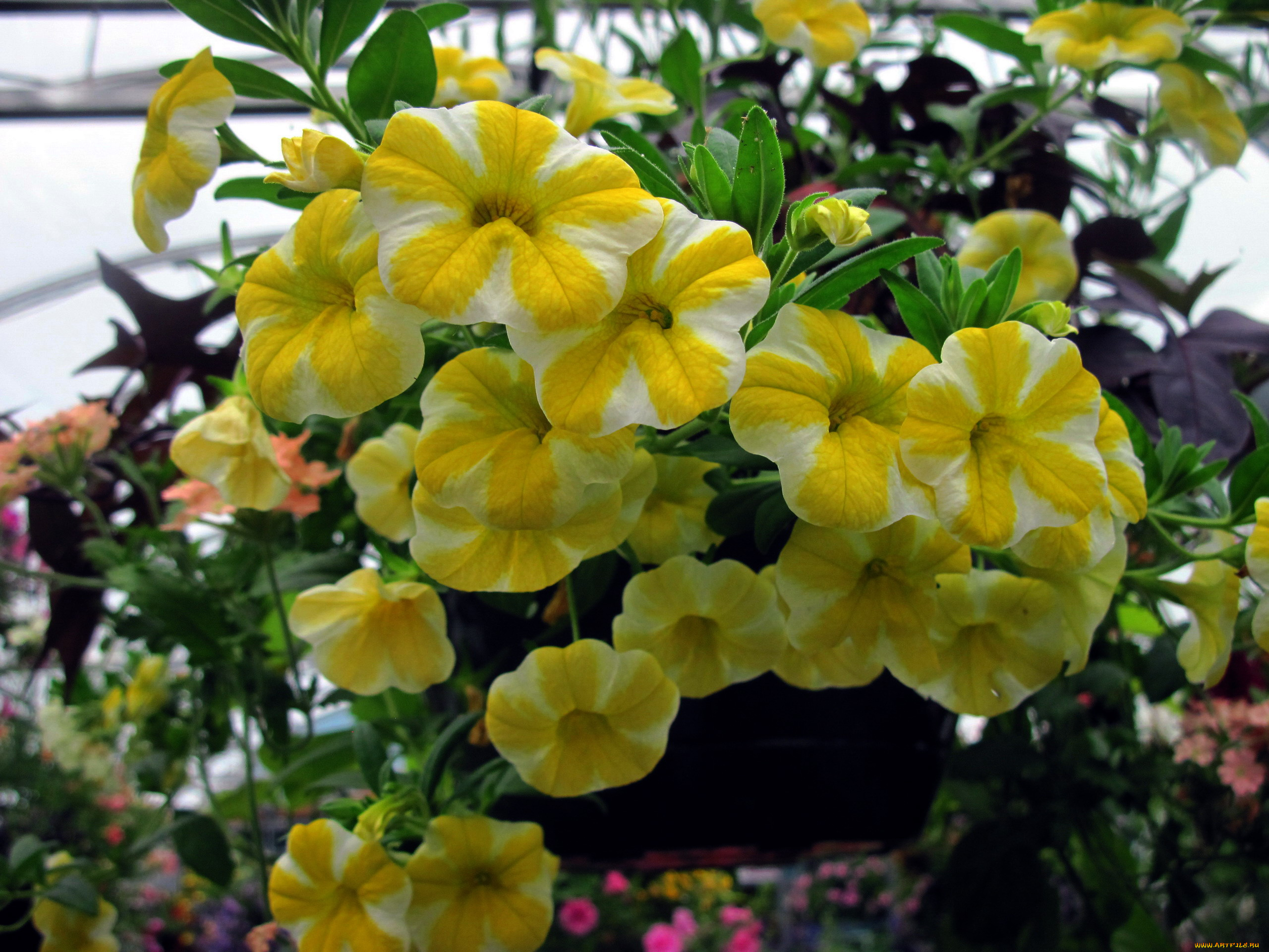 цветы, петунии, , калибрахоа, калибрахоа