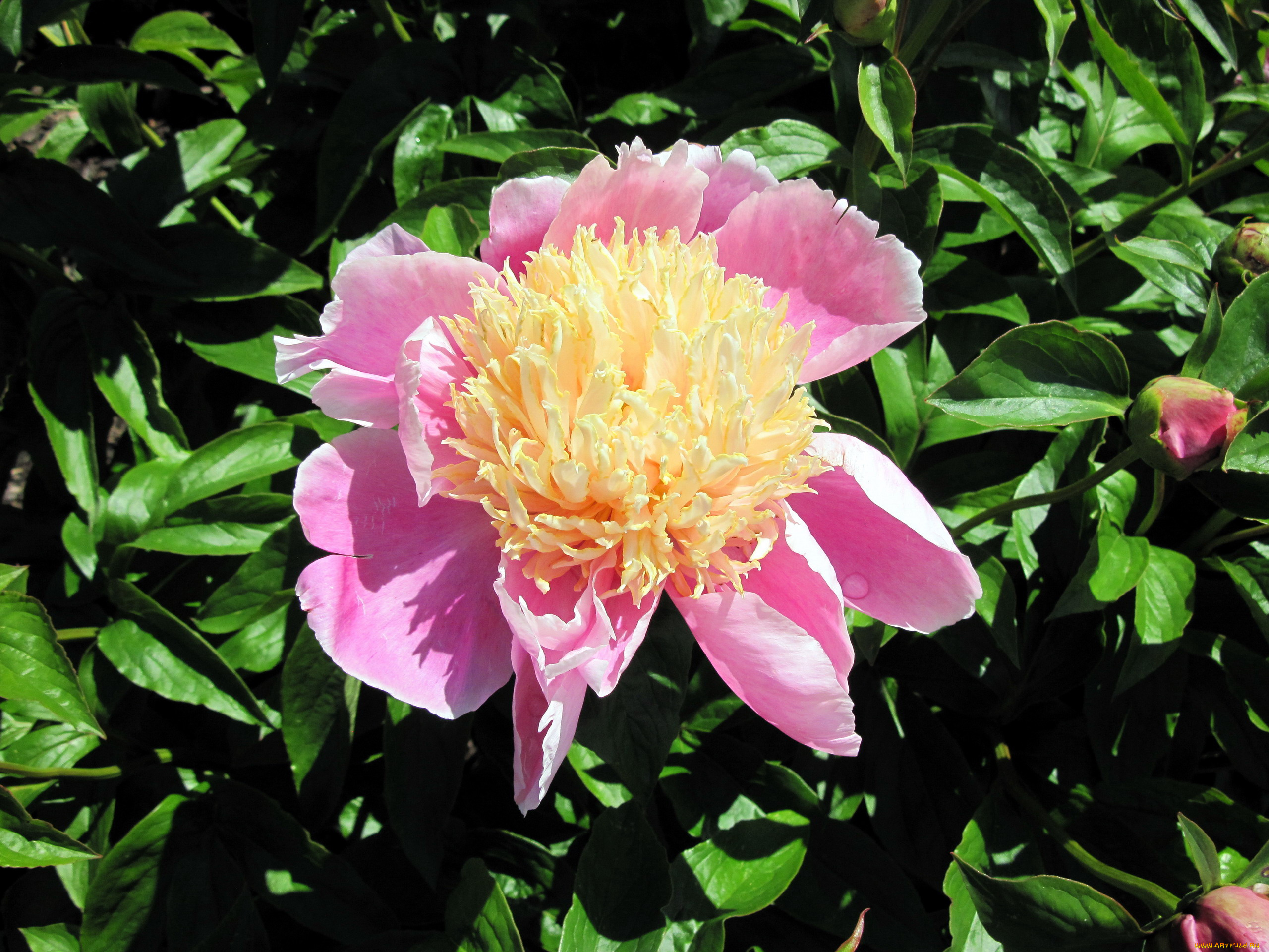 цветы, пионы, макро