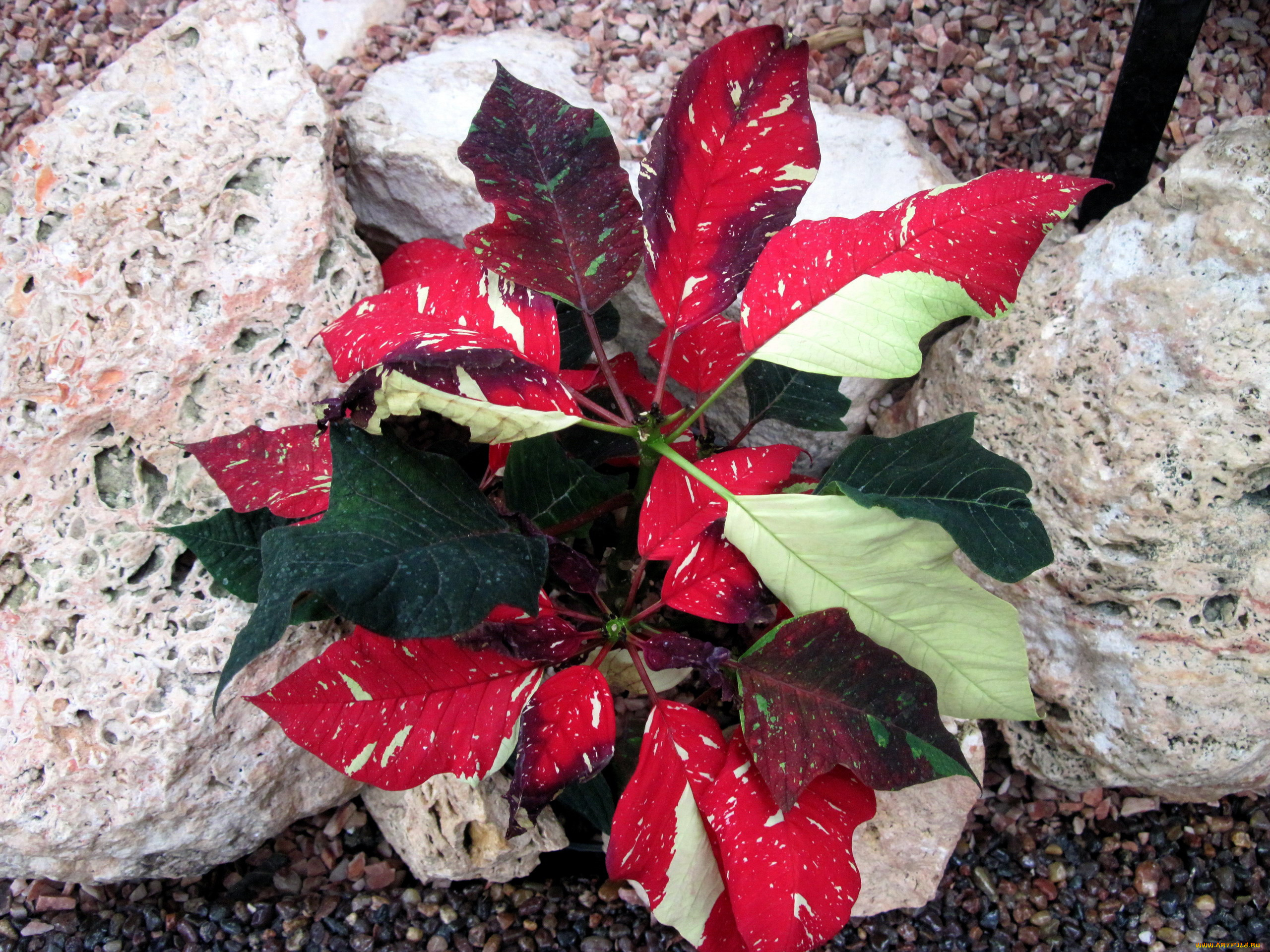 цветы, пуансеттия, рождественская, звезда