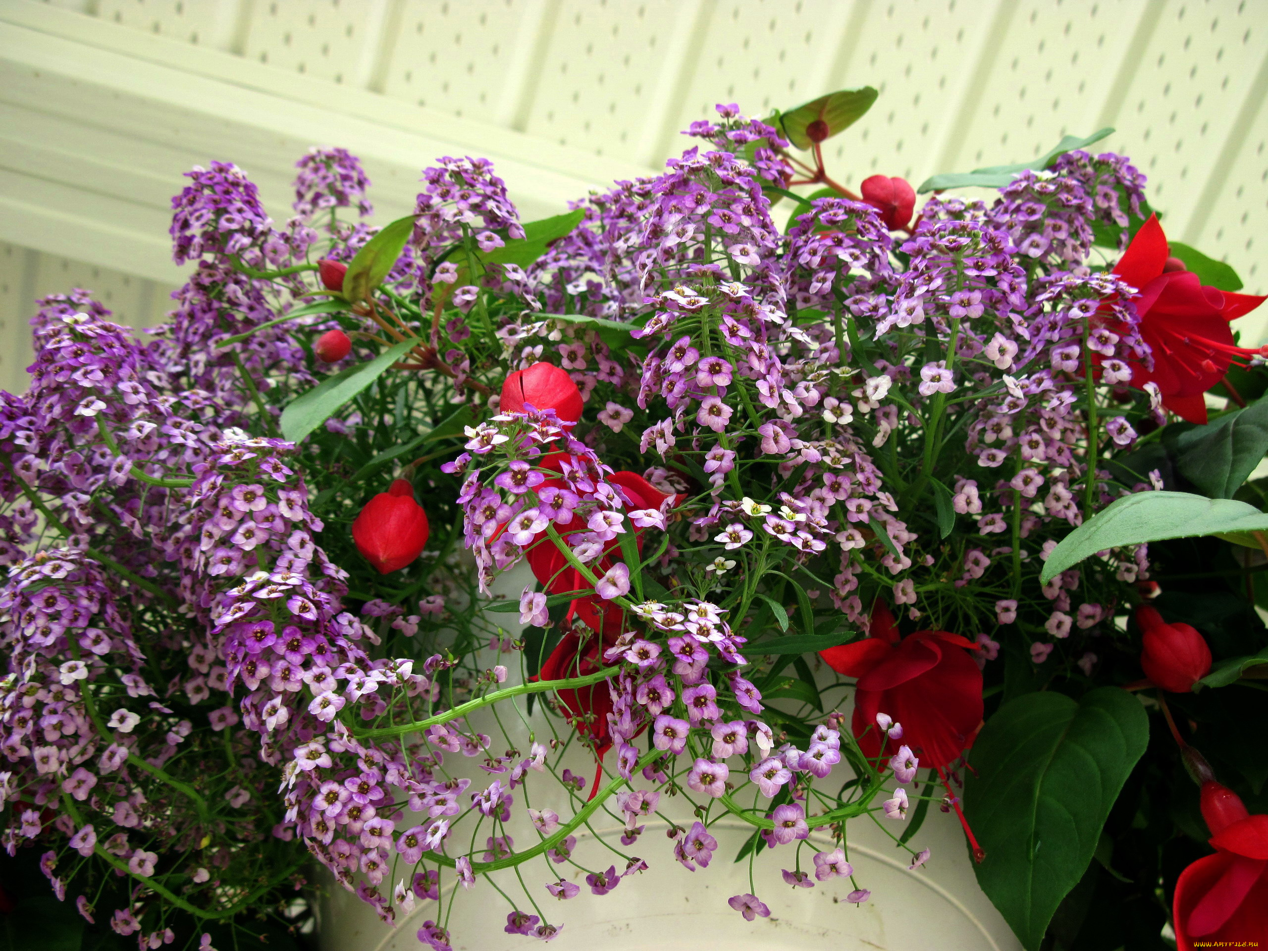 цветы, разные, вместе, фуксия, композиция