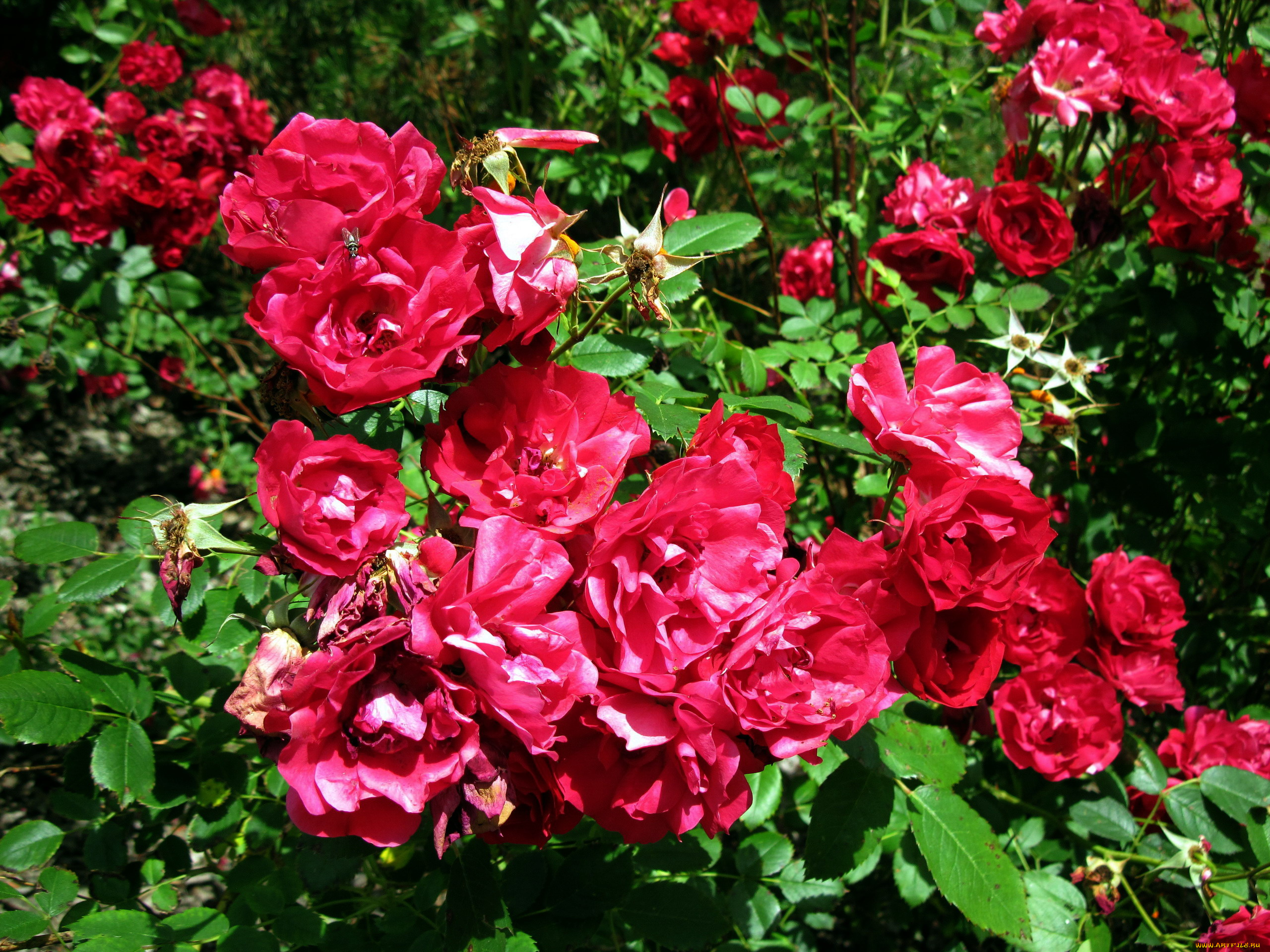 цветы, розы, куст