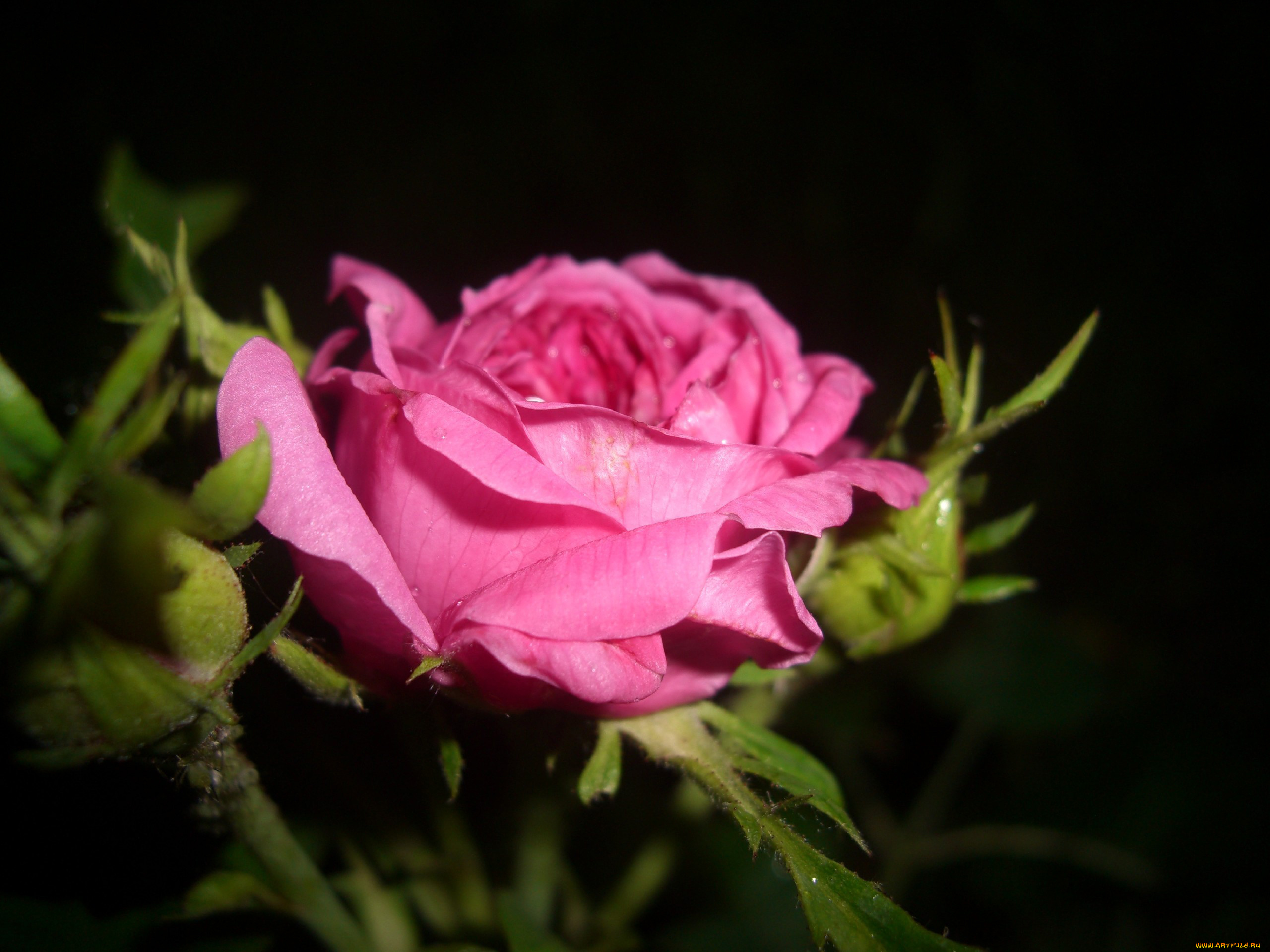 цветы, розы, розовый