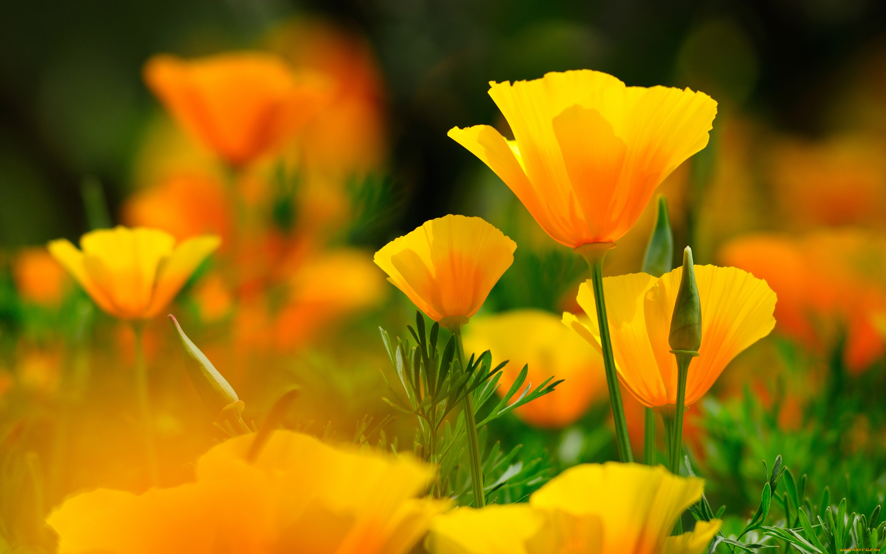 цветы, эшшольция, , калифорнийский, мак, макро, боке, эшшольция, калифорнийская, маки