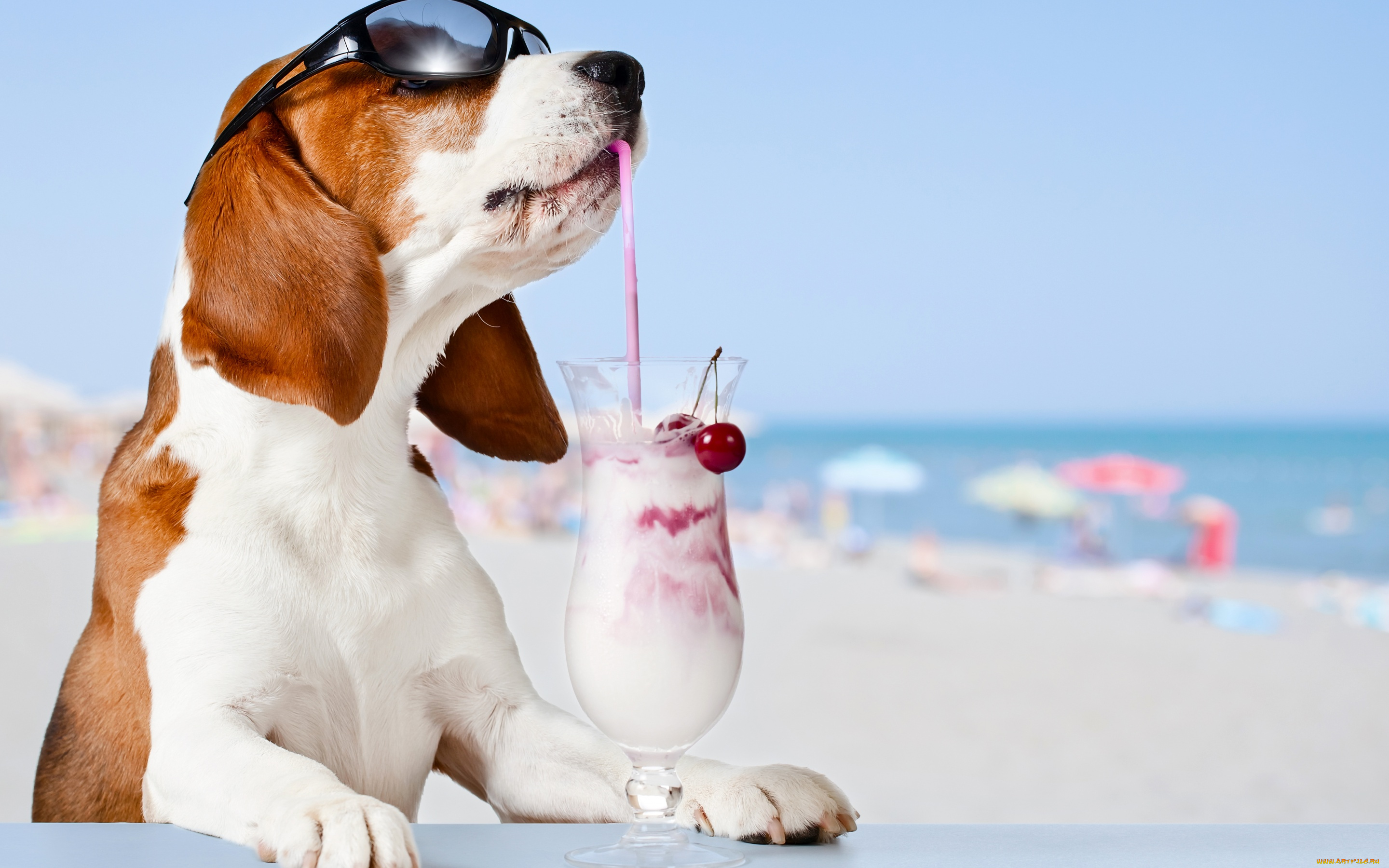 юмор, и, приколы, очки, вишня, фон, бокал, бассет, хаунд, коктейль, пляж, боке, море, юмор, солнце, трубочка