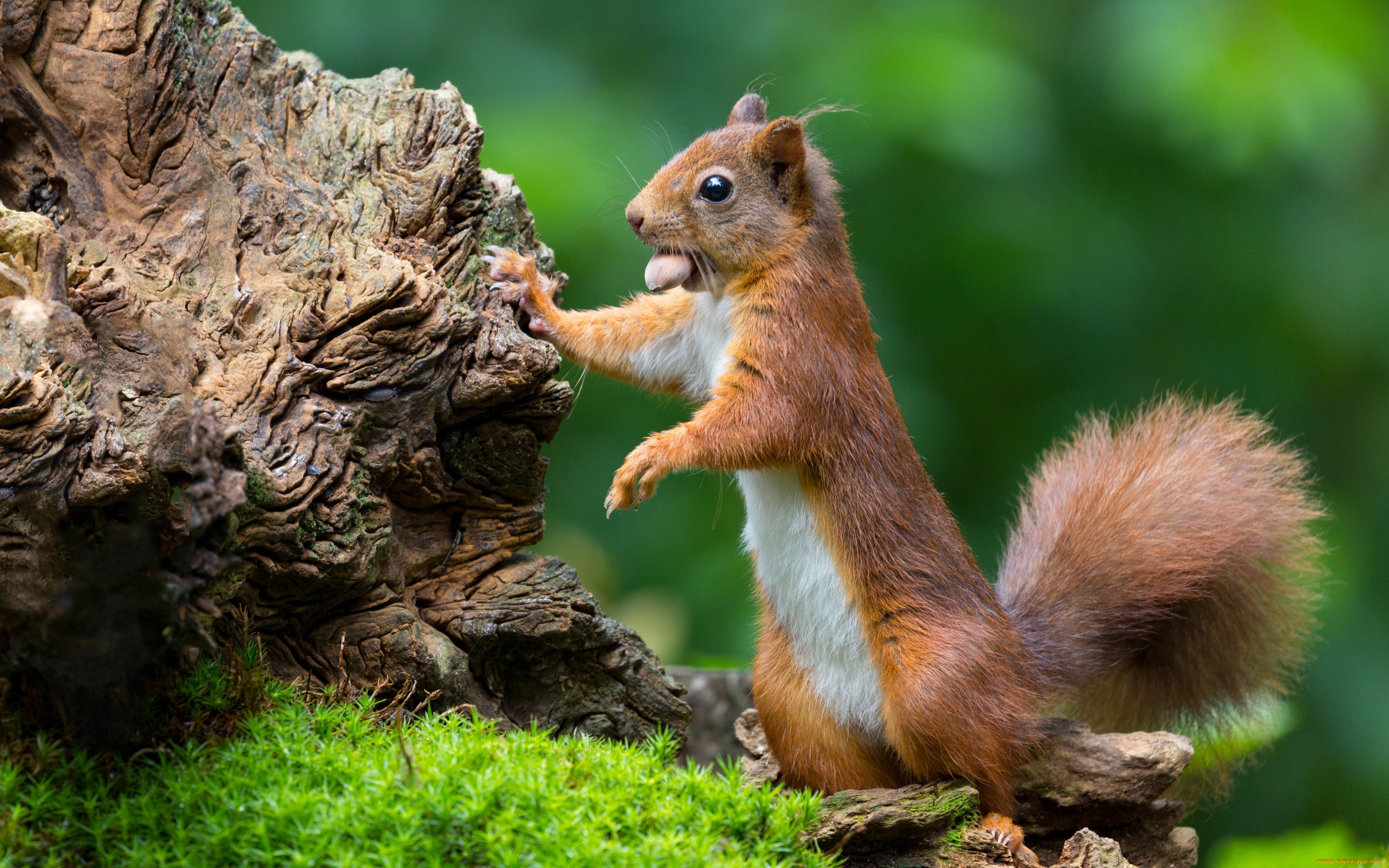 животные, белки, орех, коряга, рыжая, белка