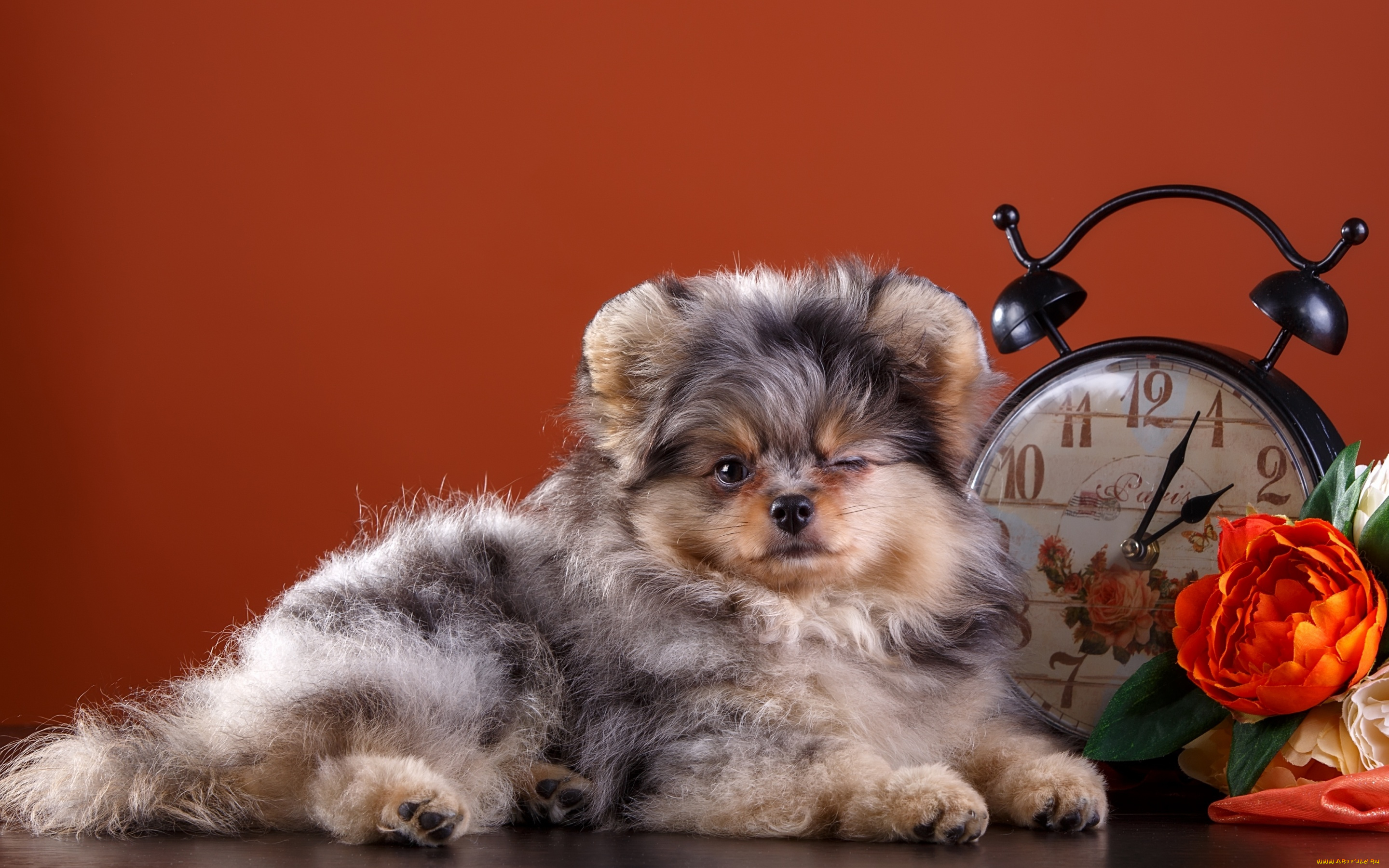 животные, собаки, шпиц, цветы, милый, часы, щенок, моргает