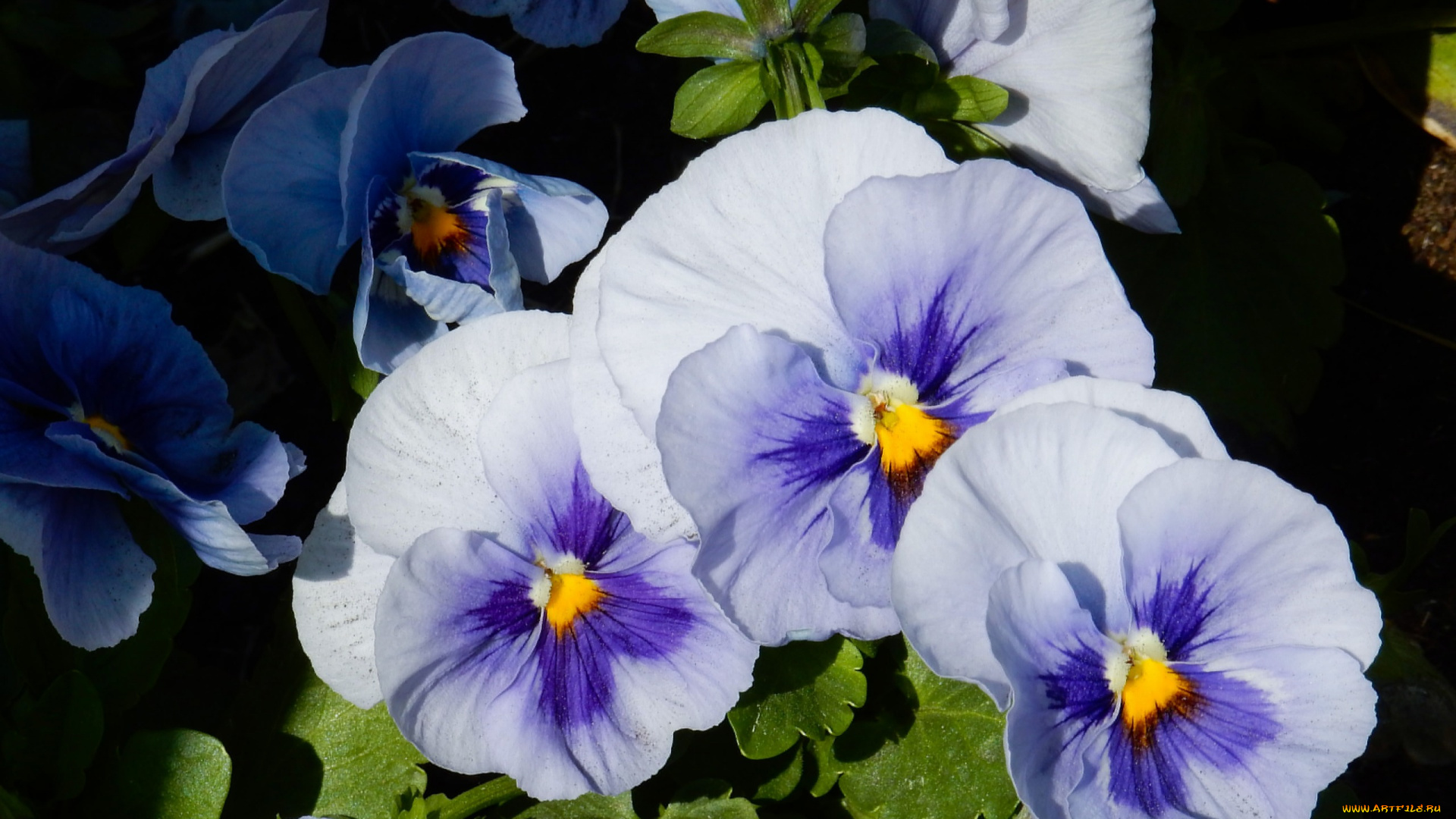 цветы, анютины, глазки, , садовые, фиалки, анютины, глазки