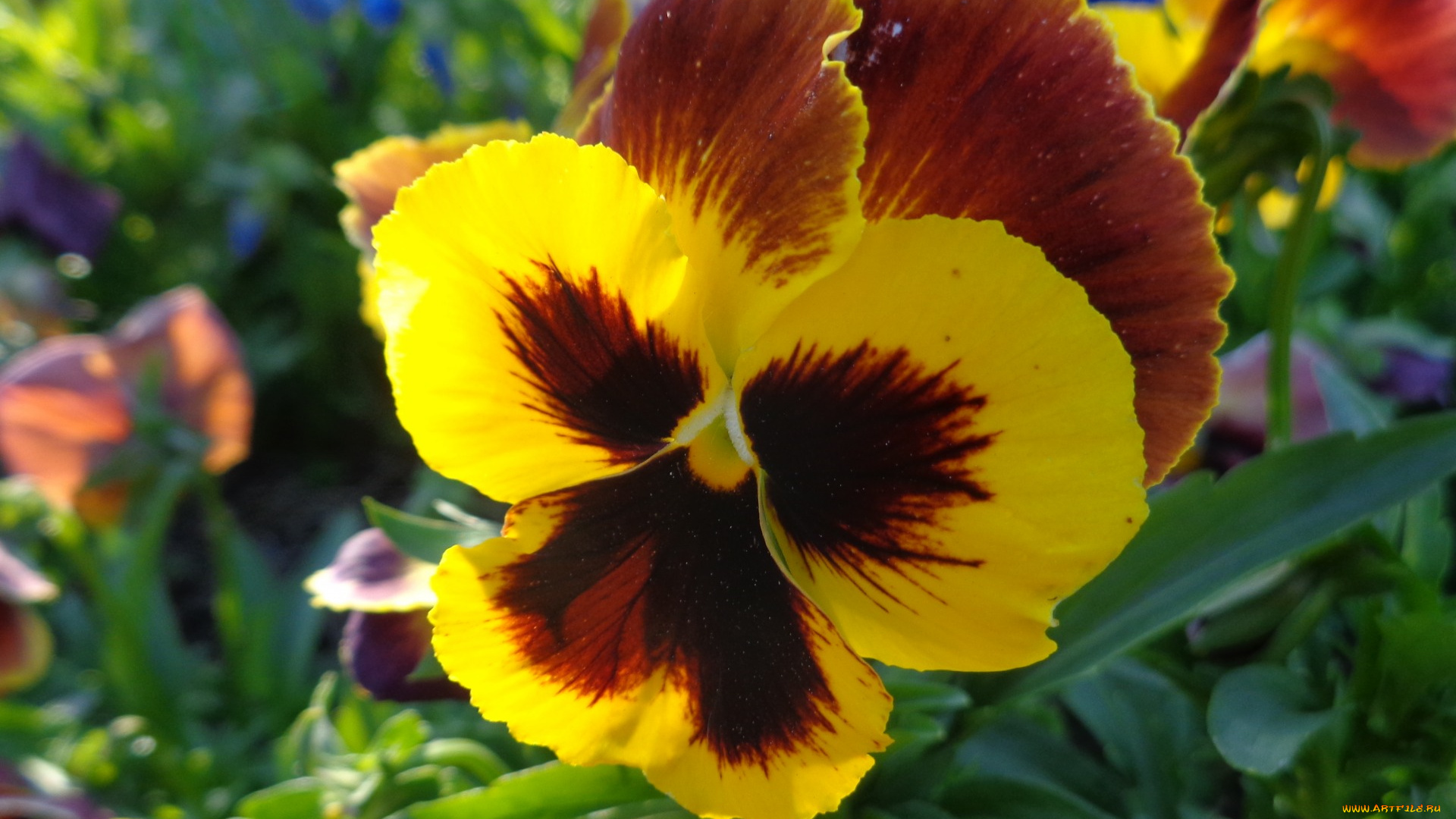 цветы, анютины, глазки, , садовые, фиалки, анютины, глазки