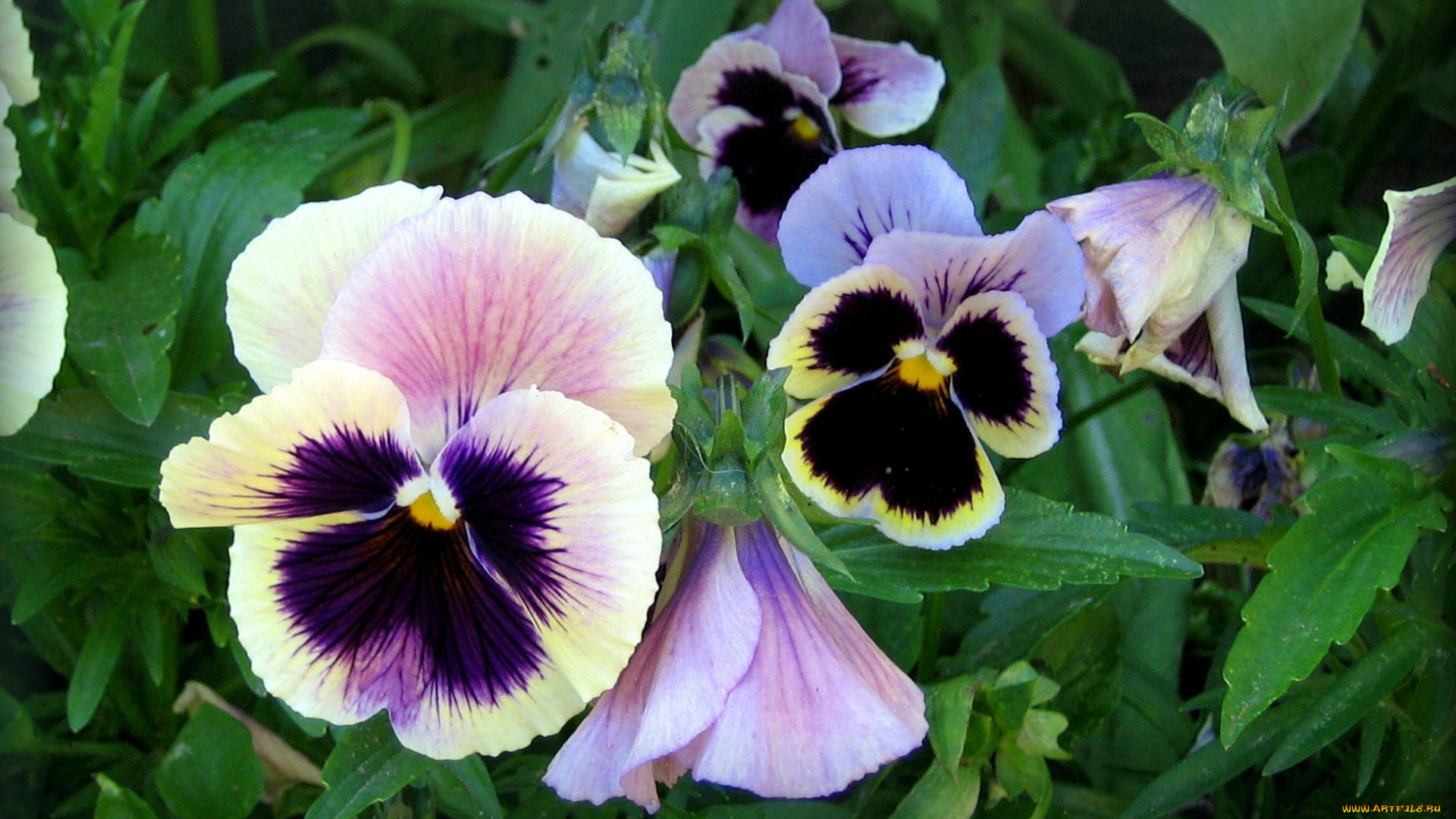 цветы, анютины, глазки, , садовые, фиалки, анютины, глазки, листья, клумба, лето, зелень, лепестки