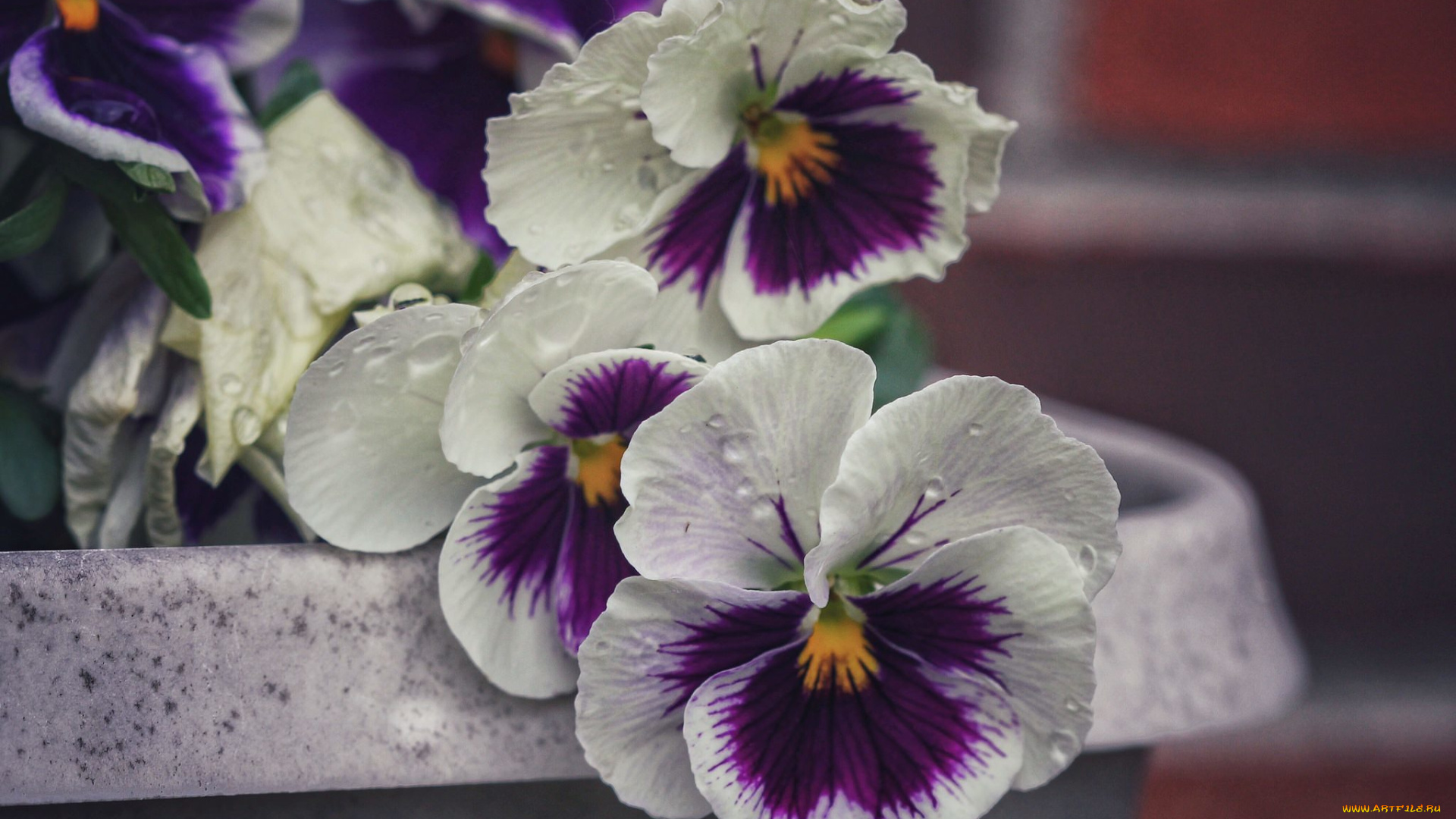 цветы, анютины, глазки, , садовые, фиалки, анютины, глазки, лепестки, макро, капли