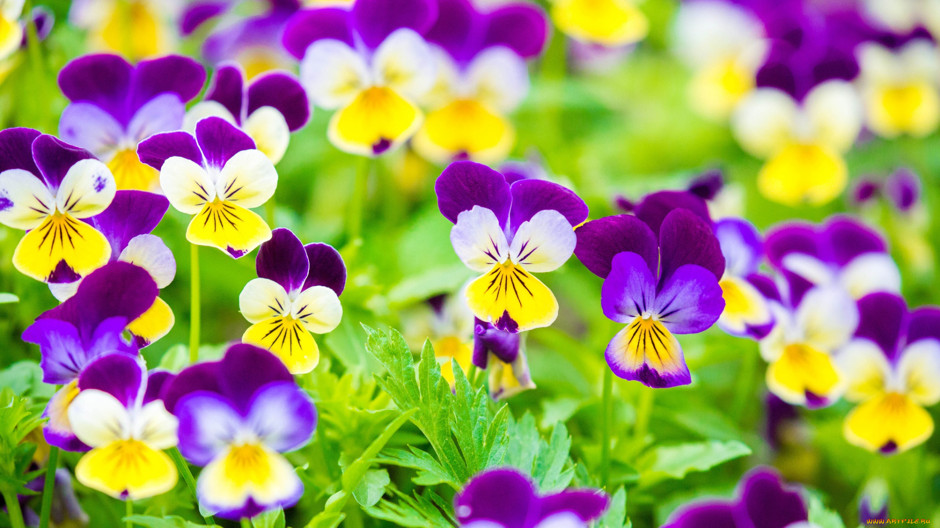 цветы, анютины, глазки, , садовые, фиалки, анютины, глазки, виола, яркие