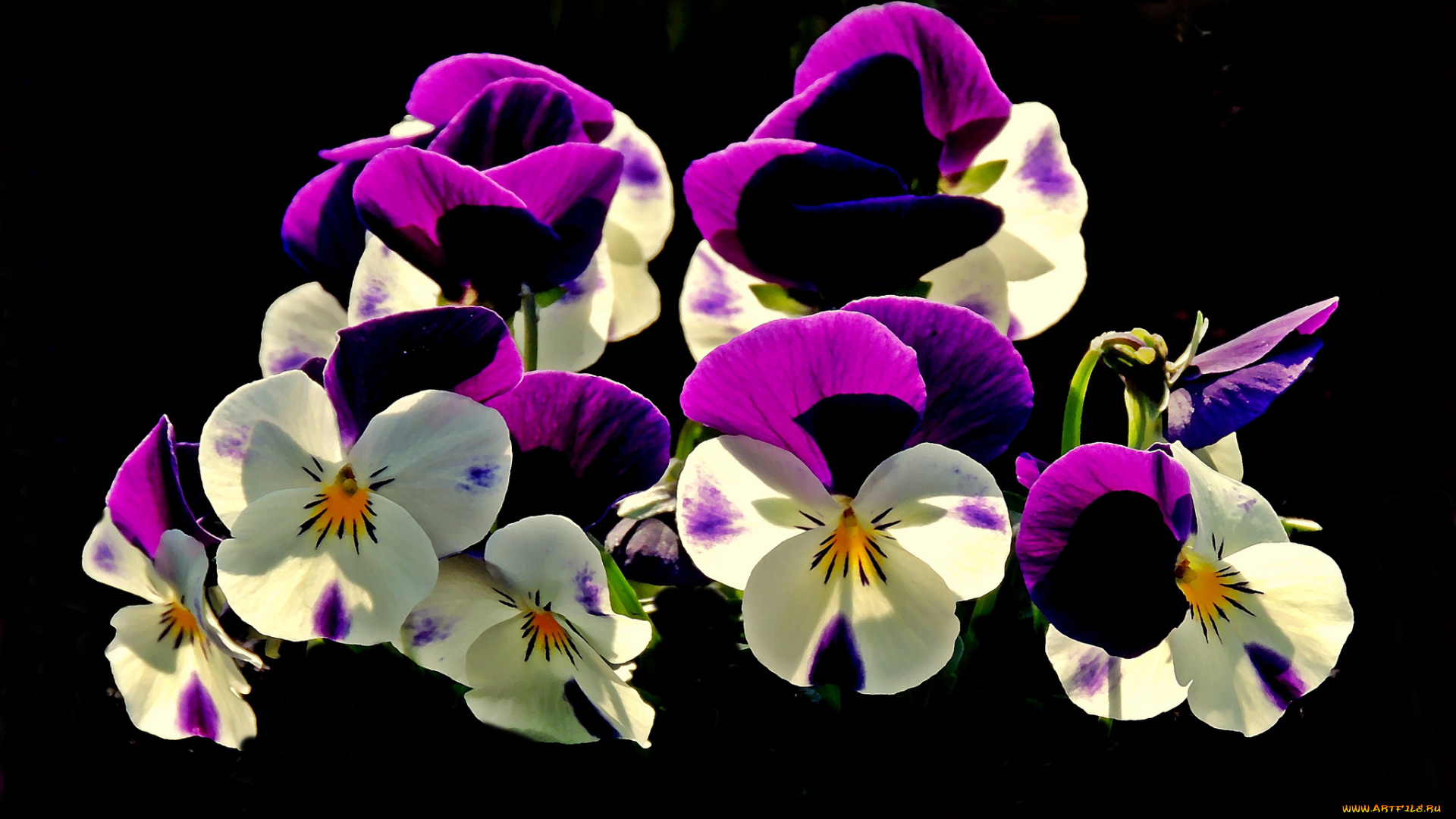 цветы, анютины, глазки, , садовые, фиалки, анютины, глазки, черный, фон