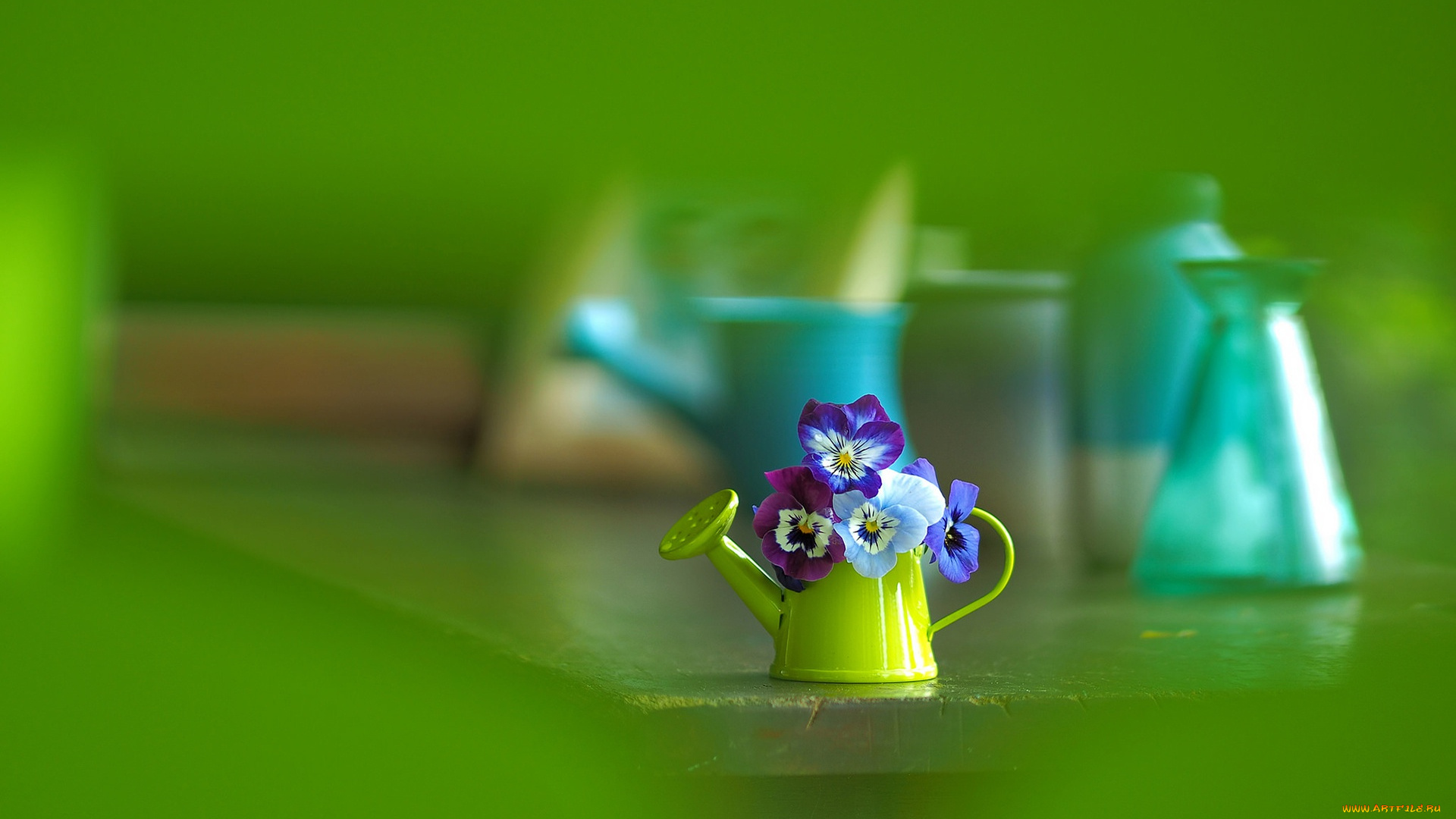 цветы, анютины, глазки, , садовые, фиалки, лейка, анютины, глазки, боке, макро