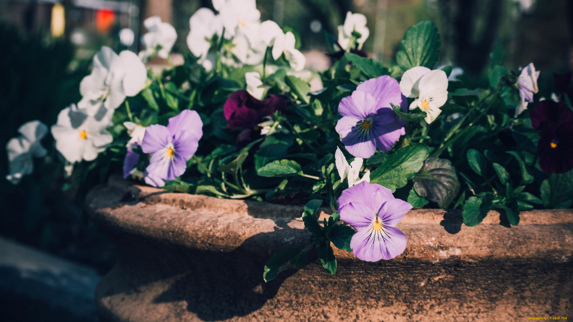 цветы, анютины, глазки, , садовые, фиалки, насыщенный, яркий, фото, нежный, лепестки, темный, горшок, природа, анютины, глазки, парк