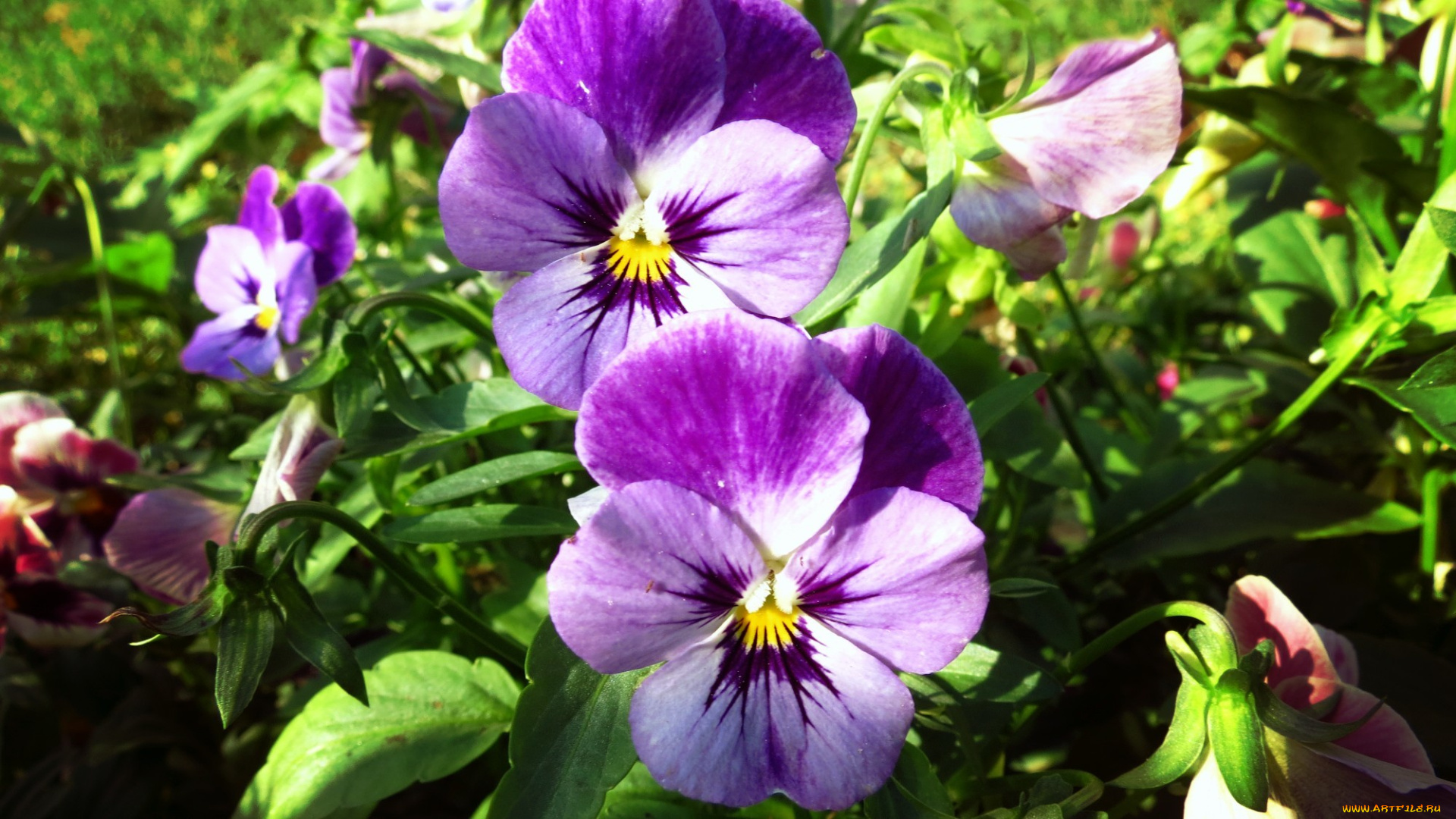 цветы, анютины, глазки, , садовые, фиалки, трава, обои, анютины, глазки