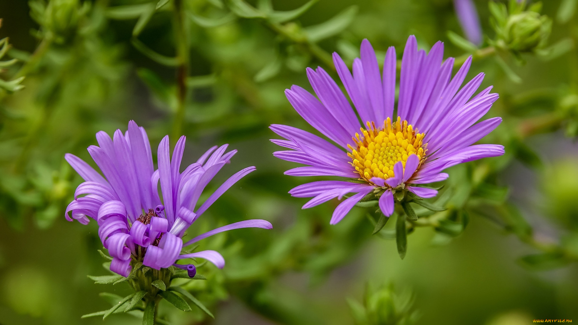 цветы, астры, макро, дуэт