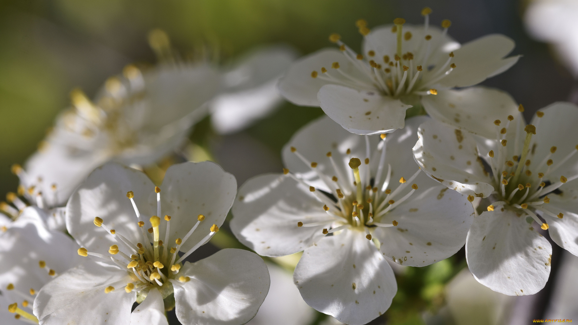 цветы, цветущие, деревья, , , кустарники, листики, нежно, цветение, цветочки, ветка