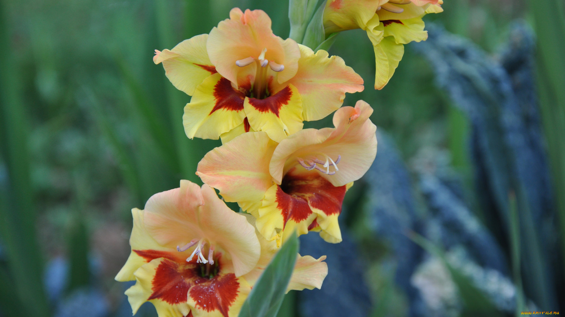 цветы, гладиолусы, пейзаж, облака, лето, красиво