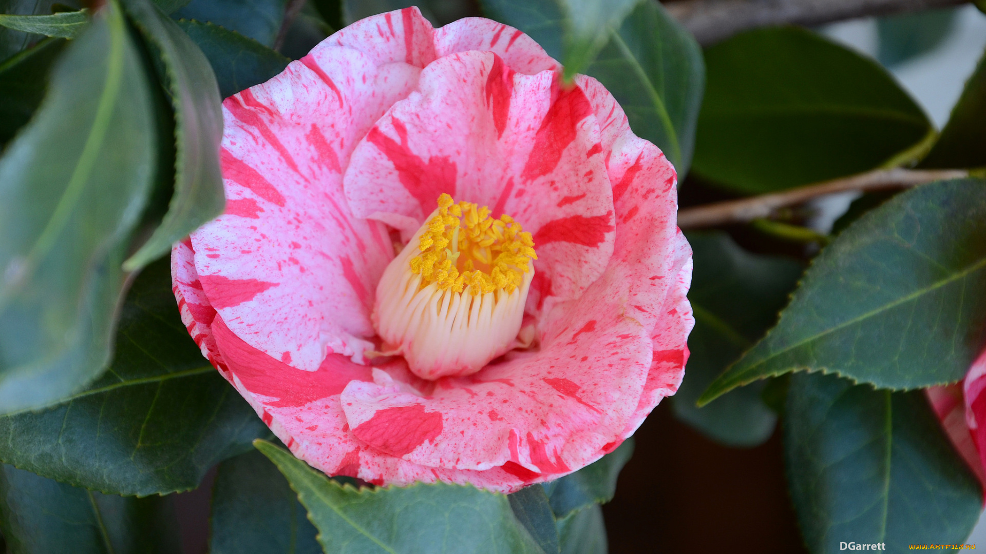 цветы, камелии, камелия