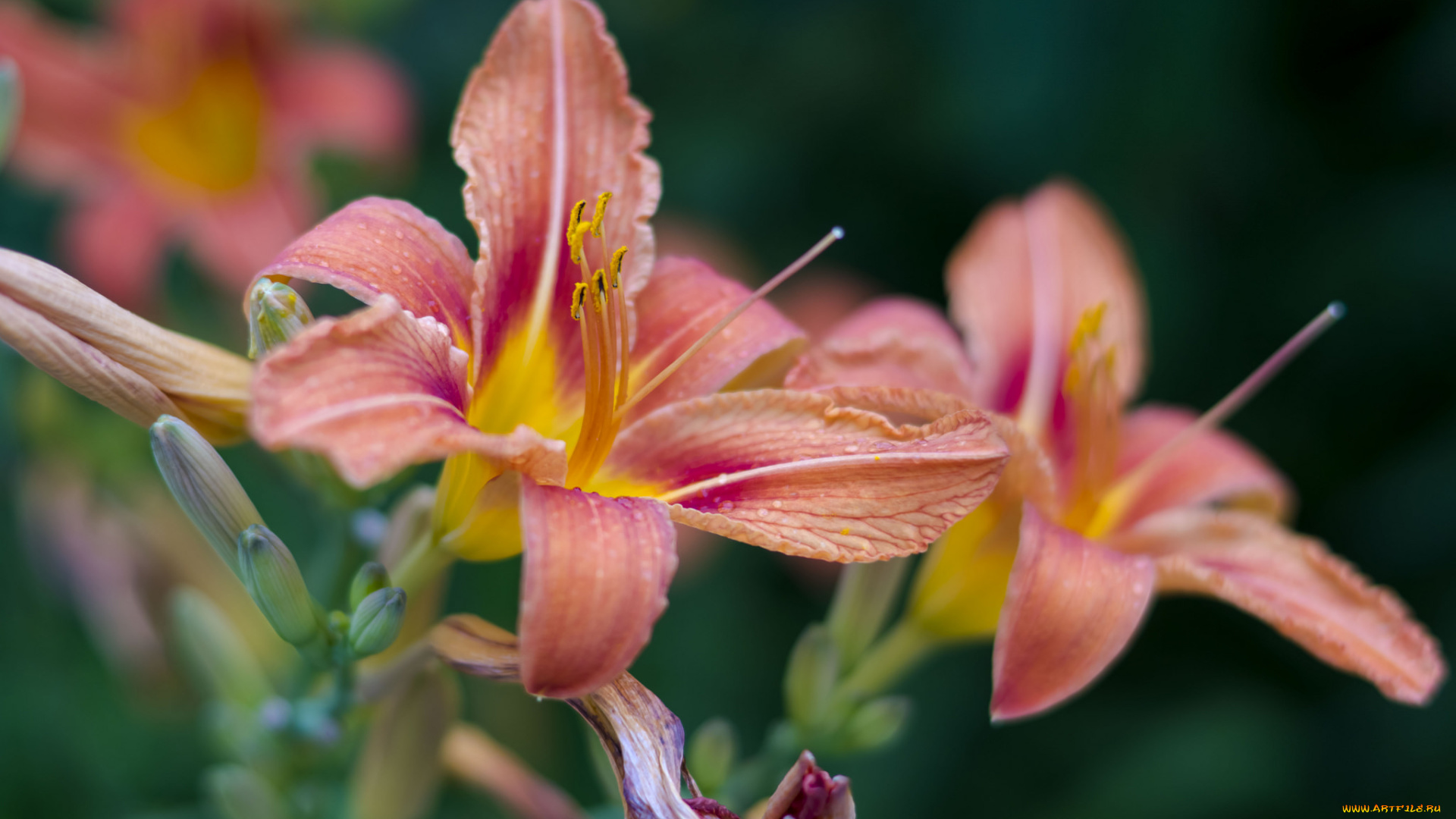 цветы, лилии, , лилейники, цветки, ветка, розовая, цветение, тычинки, лепестки