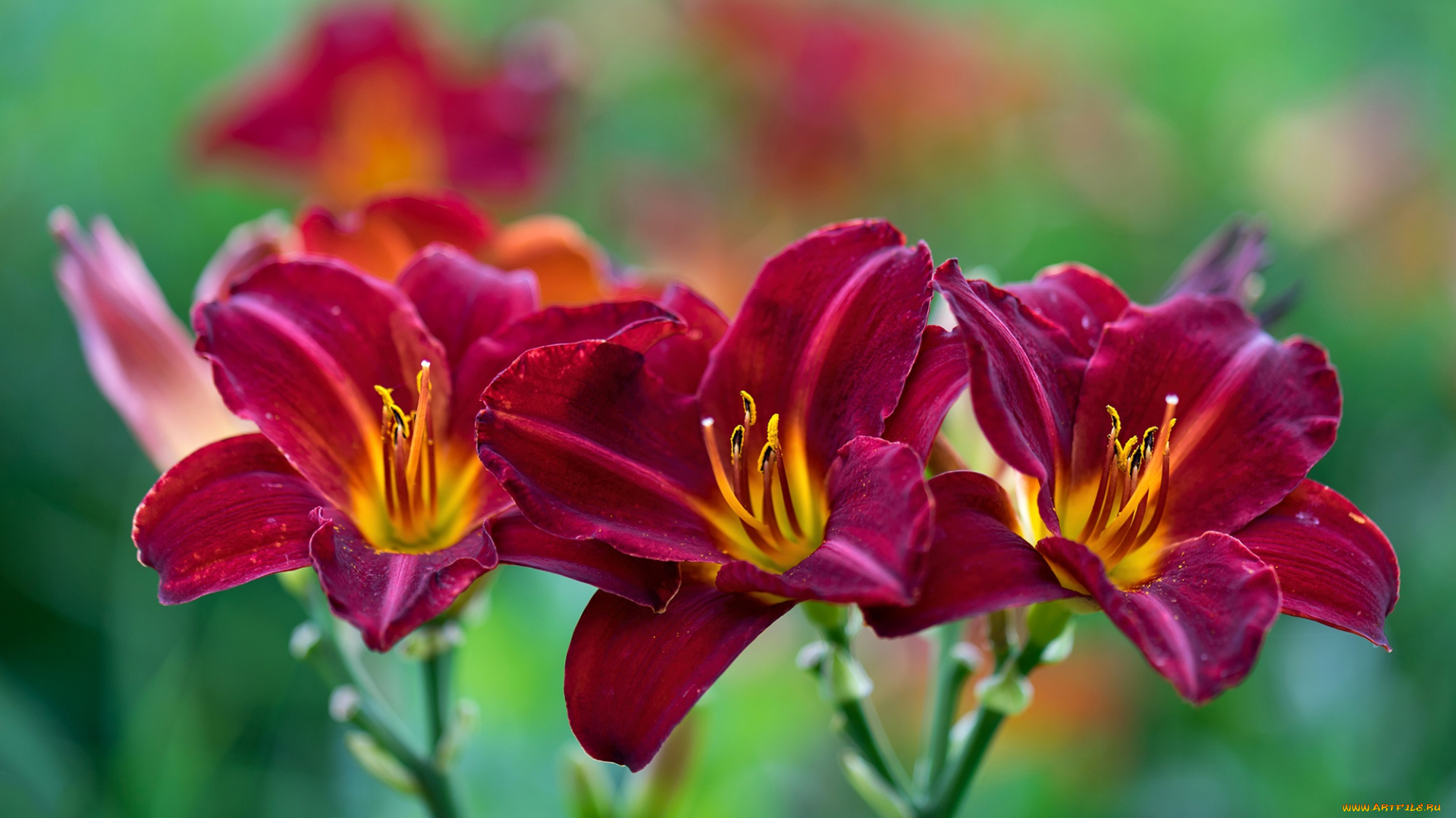 цветы, лилии, , лилейники, трио, лепестки, лилейник, макро, боке