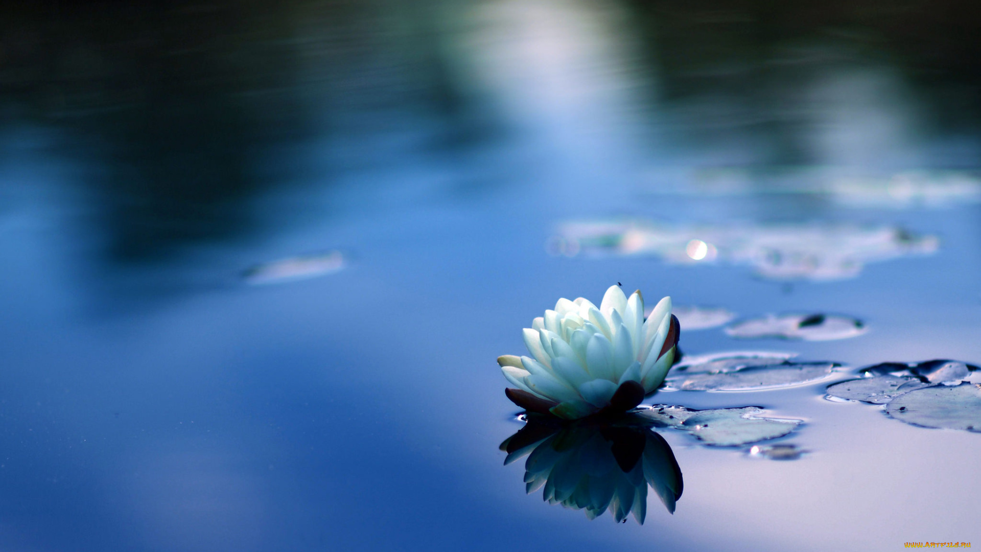 цветы, лилии, водяные, , нимфеи, , кувшинки, природа, вода, листья, кувшинка, цветение