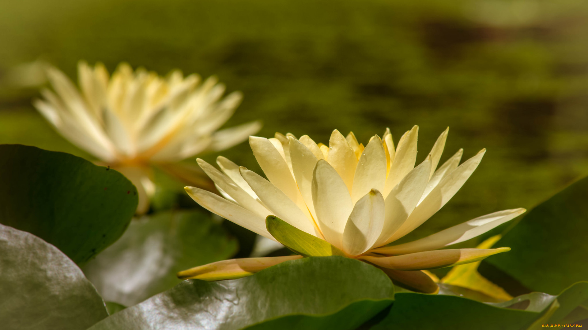 цветы, лилии, водяные, , нимфеи, , кувшинки, природа, вода, цветение, кувшинка, листья