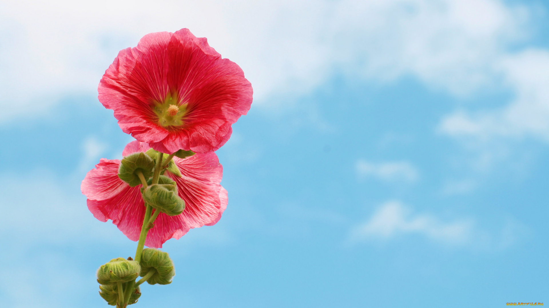 цветы, мальвы, природа, мальва, небо, цветок