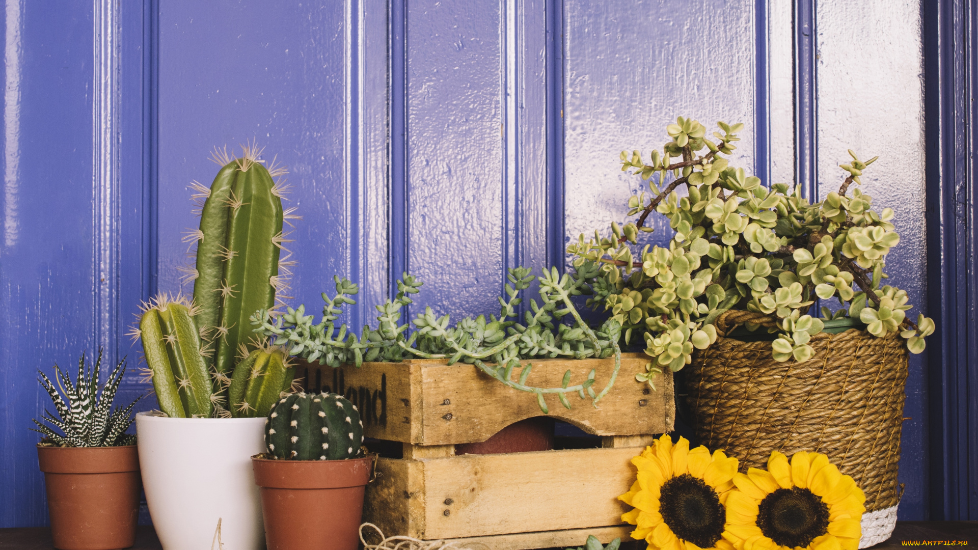 цветы, разные, вместе, ящики, подсолнух, кактусы