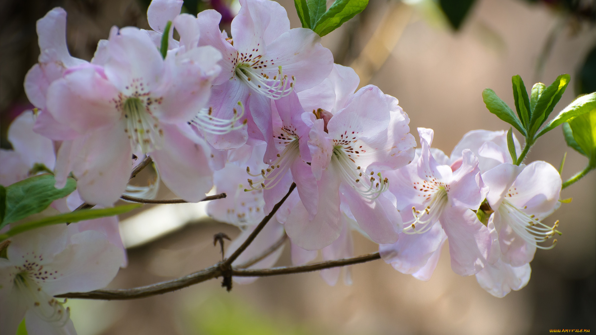 цветы, рододендроны, , азалии, азалия, цветение, розовая, листья, лепестки, цветки