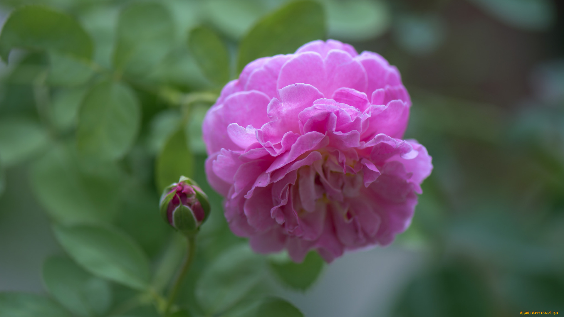 цветы, розы, blossoms, leaves, petals, rose, bud, цветение, листья, лепестки, бутон, роза