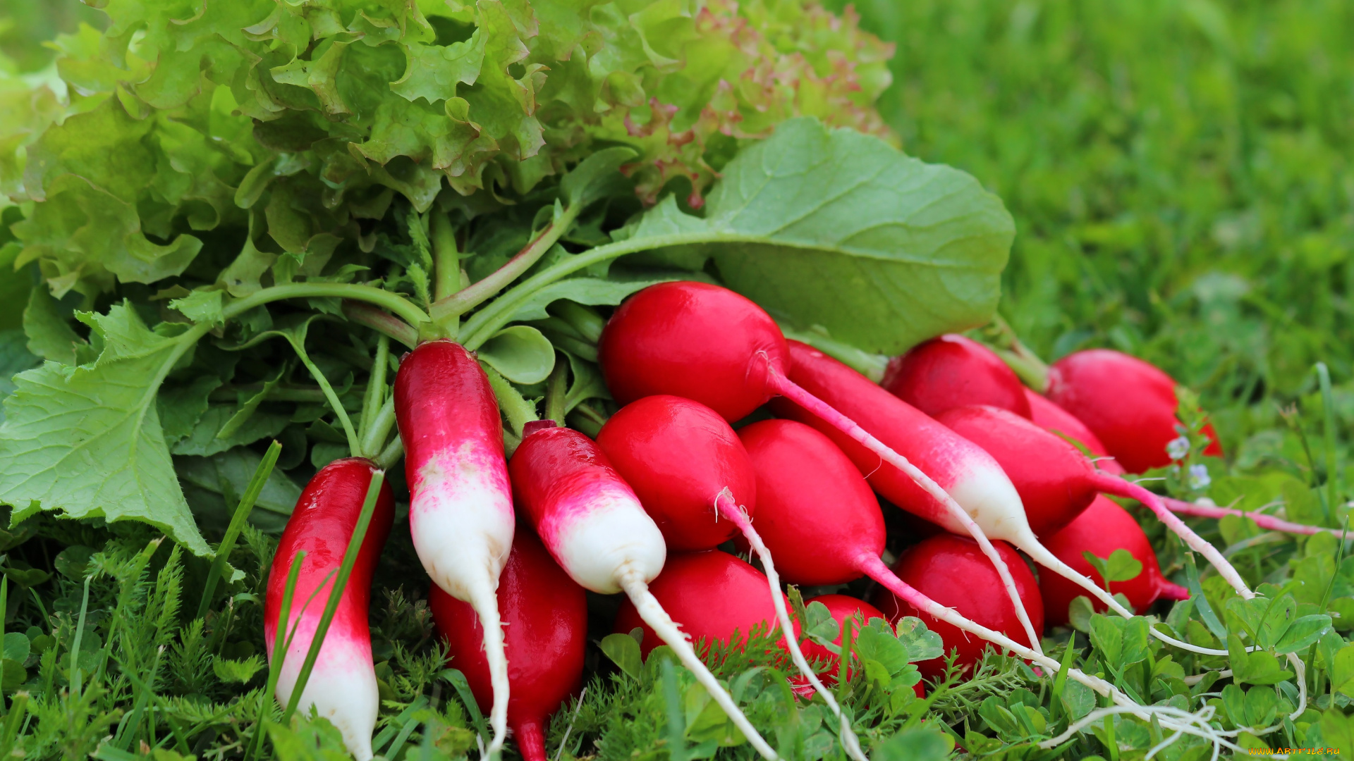 еда, редис, , репа, , редька, витамины, вкусно, дача, урожай, природа, лето, зелень