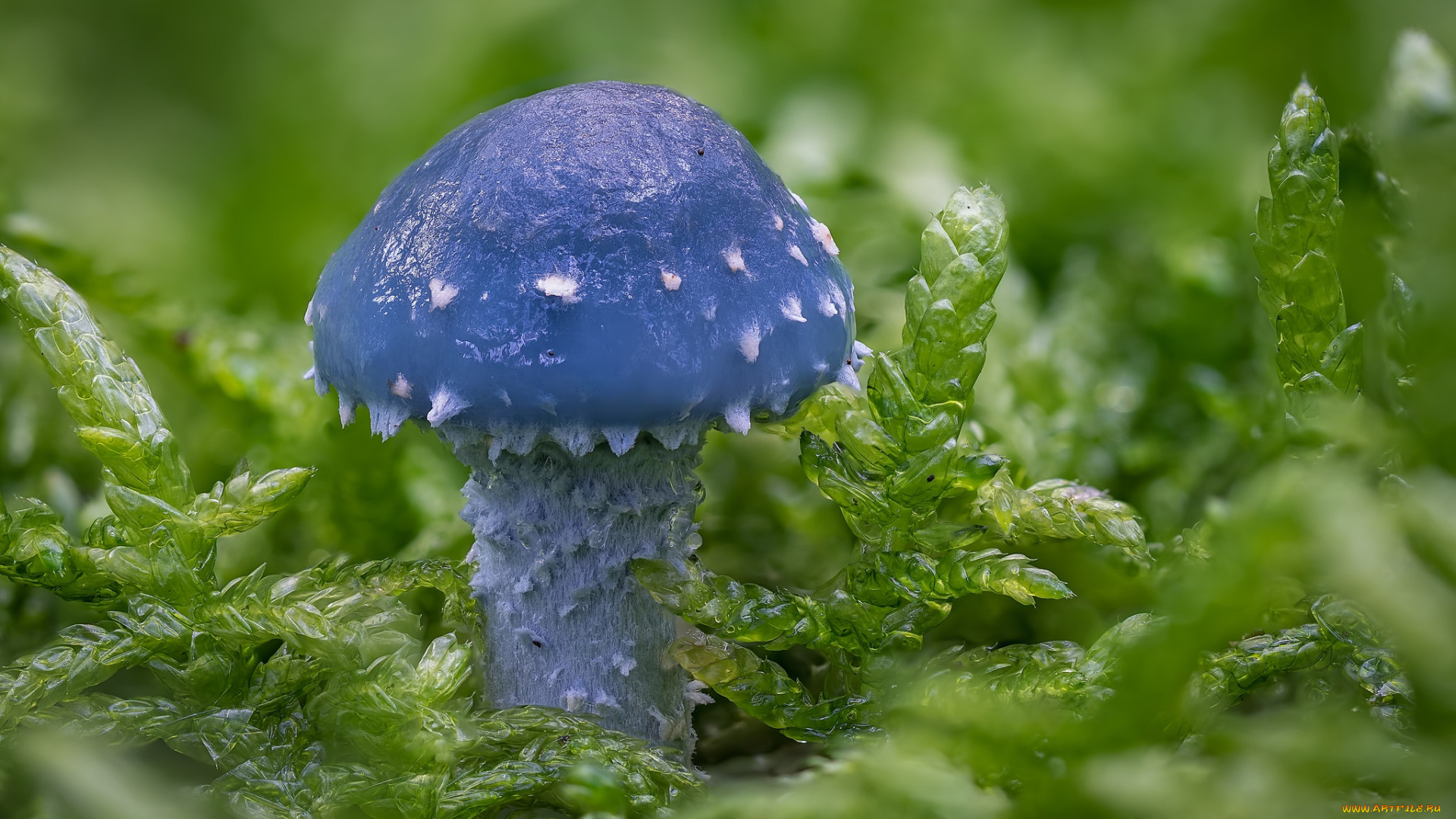 природа, грибы, гриб, макро