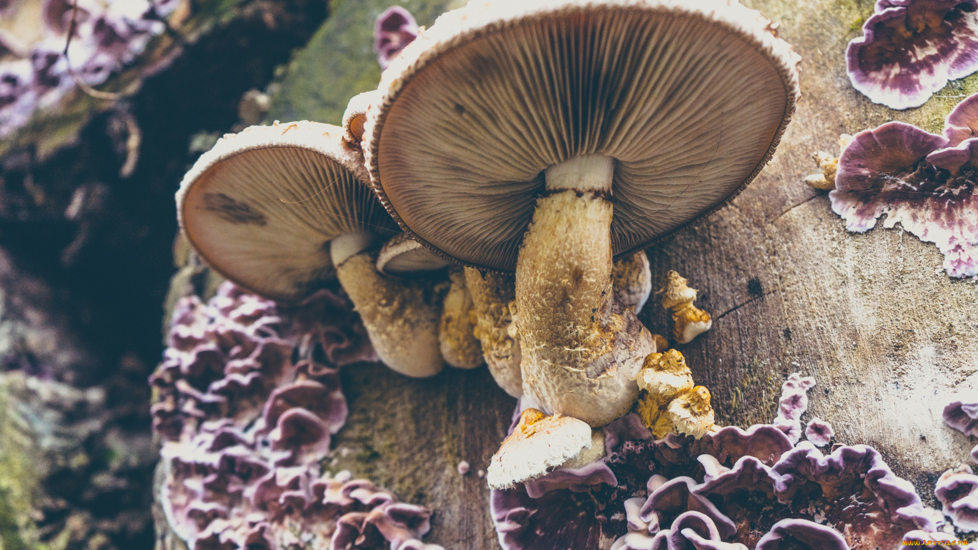 природа, грибы, пень