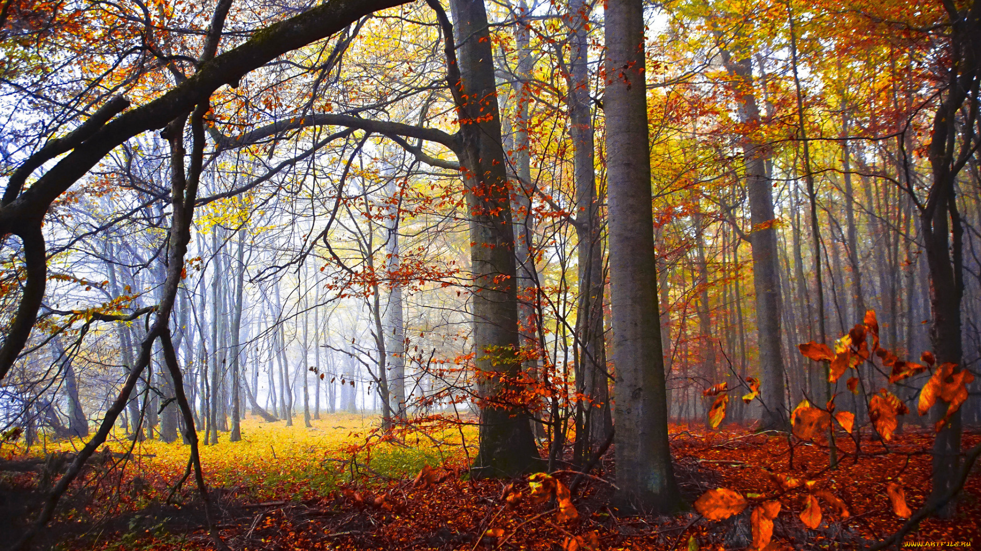 природа, лес, простор