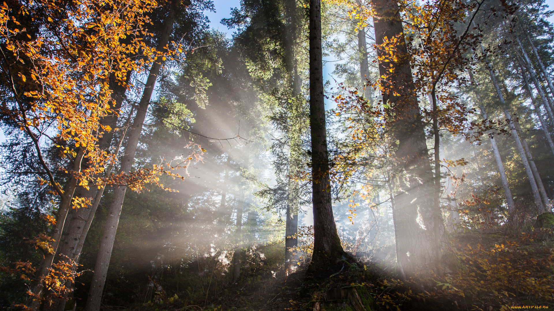 природа, лес, простор