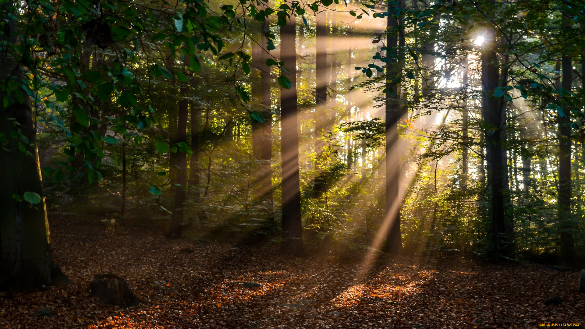 природа, лес, простор